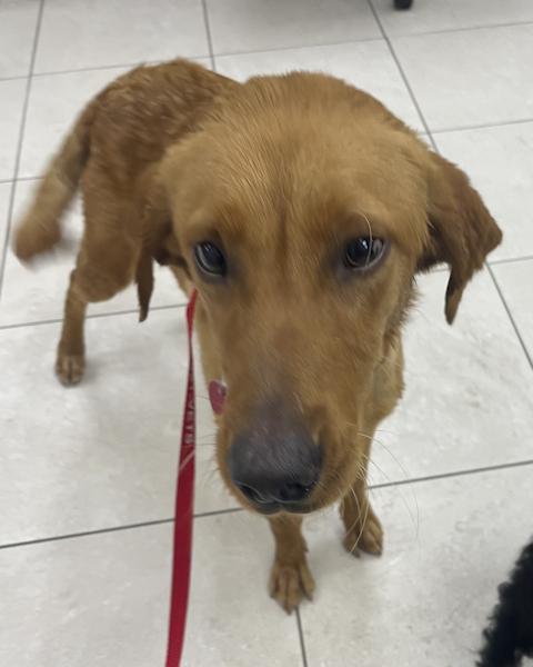 Enlarge Amber, bonded with Raven, a ADOPTABLE Golden Retriever in Los Angeles, CA image 3/6