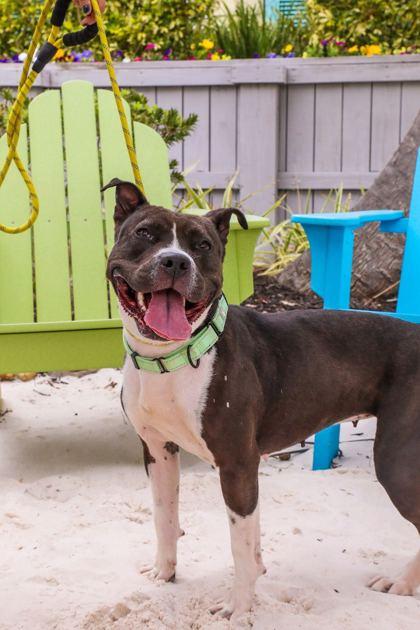 Reina - 2, Adoptable, Adult Female Pit Bull Terrier & Mixed Breed.