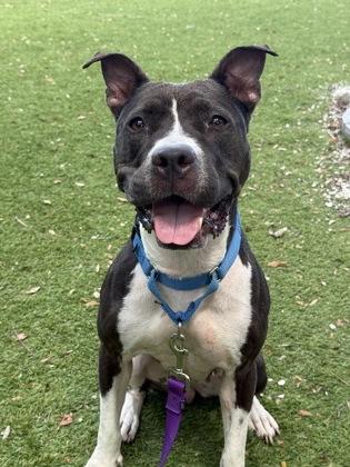 Enlarge Reina - 2, a Adoptable mixed breed in Daytona Beach, FL image 2/3