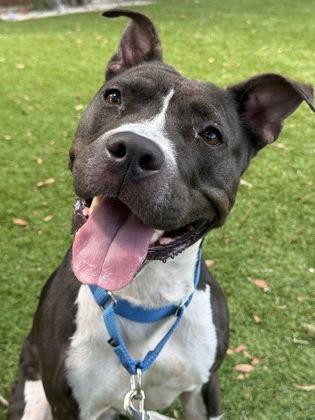Enlarge Reina - 2, a Adoptable mixed breed in Daytona Beach, FL image 3/3