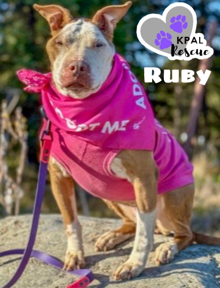 Enlarge Ruby, a Adoptable Pit Bull Terrier in Kenai, AK image 1/6
