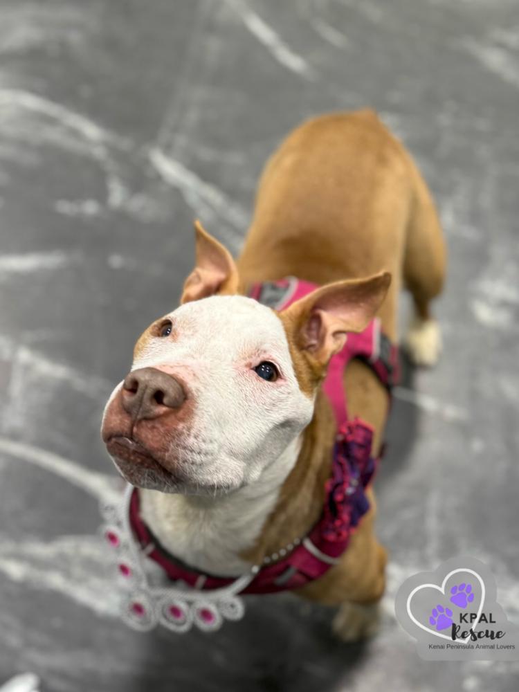 Ruby, Adoptable, Senior Female Pit Bull Terrier.