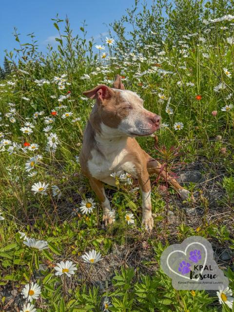 Enlarge Ruby, a Adoptable Pit Bull Terrier in Kenai, AK image 3/6