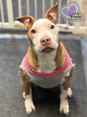 Enlarge Ruby, a Adoptable Pit Bull Terrier in Kenai, AK image 4/6