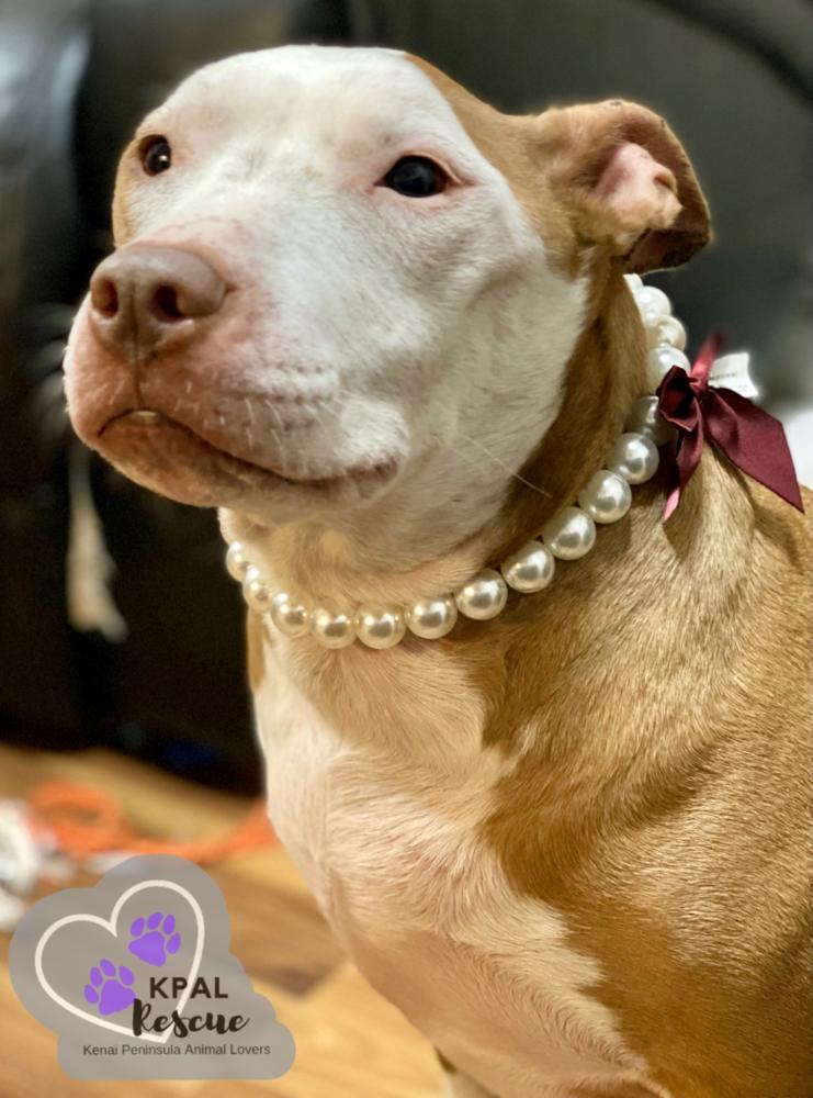 Enlarge Ruby, a Adoptable Pit Bull Terrier in Kenai, AK image 5/6