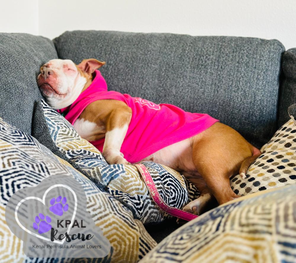 Enlarge Ruby, a Adoptable Pit Bull Terrier in Kenai, AK image 6/6