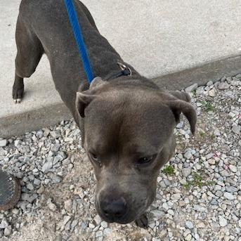 Enlarge Ray, a Adoptable mixed breed in Red House, WV image 1/2