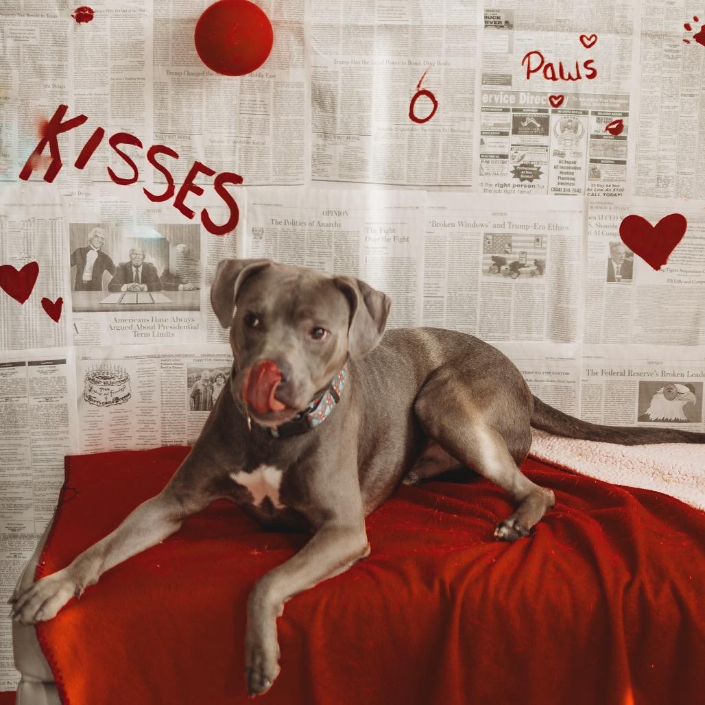 Enlarge Ray, a Adoptable mixed breed in Red House, WV image 2/3