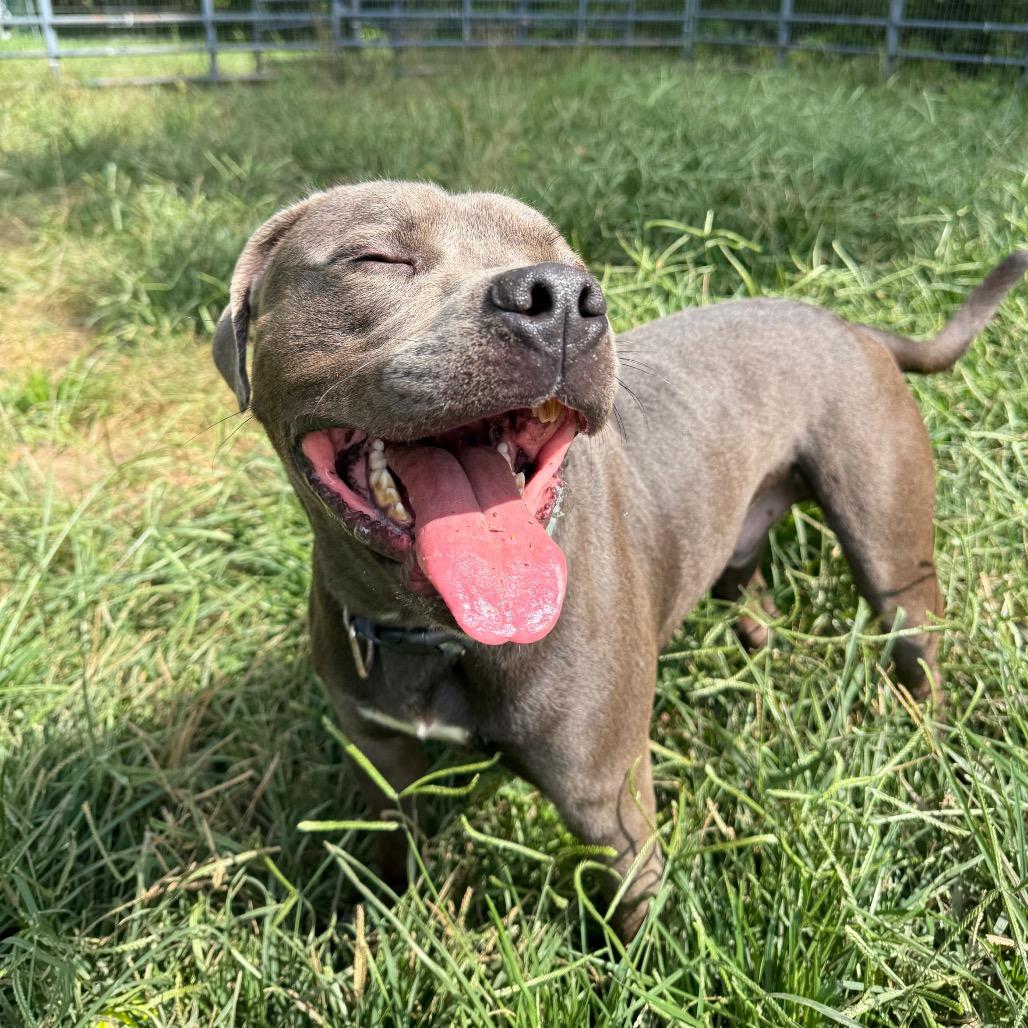 Enlarge Ray, a Adoptable mixed breed in Red House, WV image 2/2