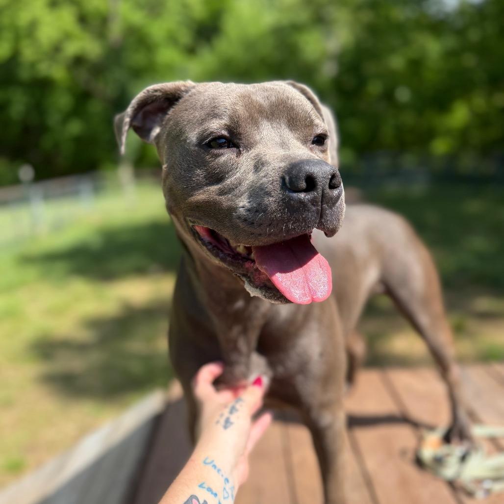 Enlarge Ray, a Adoptable mixed breed in Red House, WV image 4/4