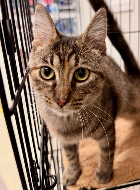 Banks *, an adopted Domestic Short Hair in Douglas, MI image 1/4