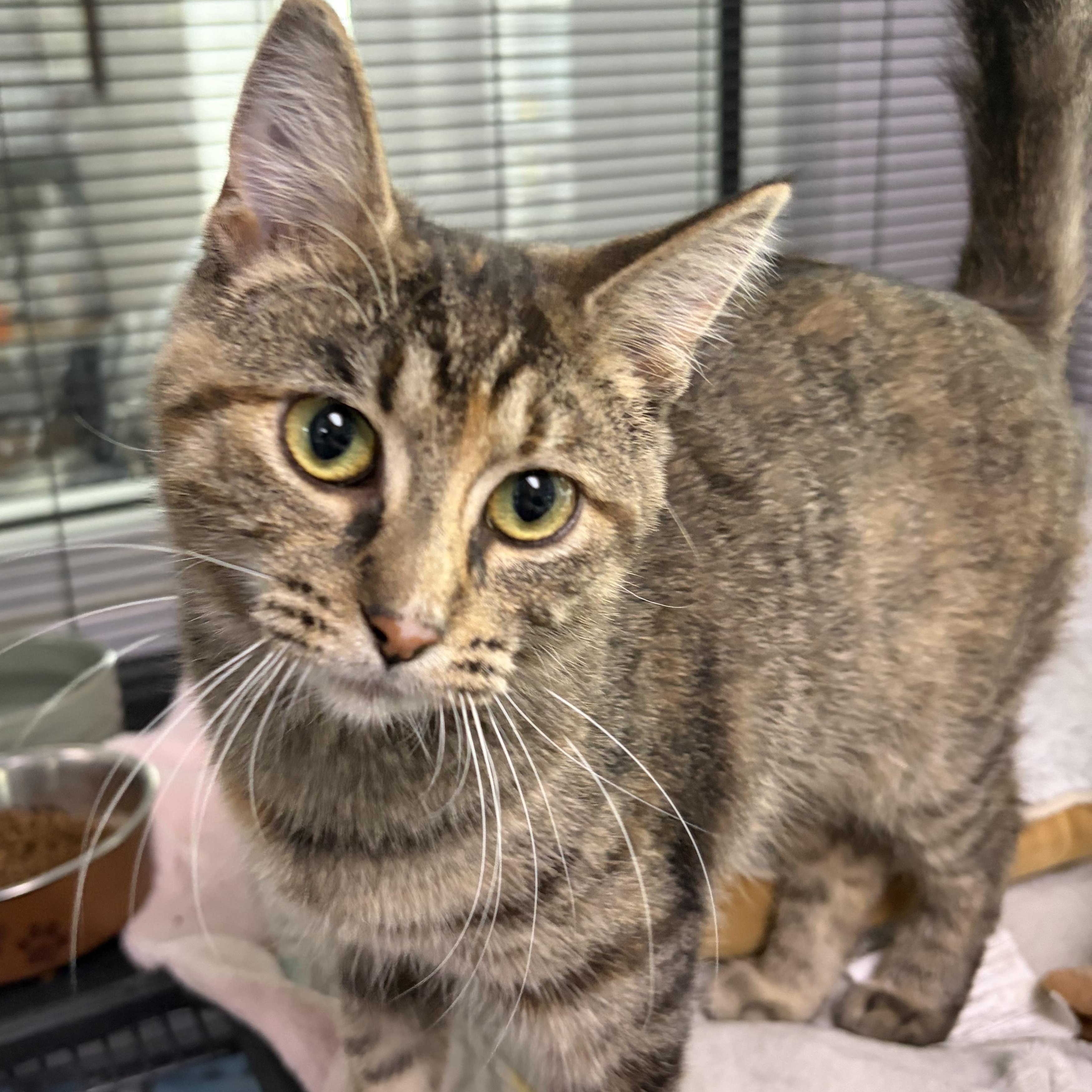 Banks *, an adopted Domestic Short Hair in Douglas, MI image 2/4