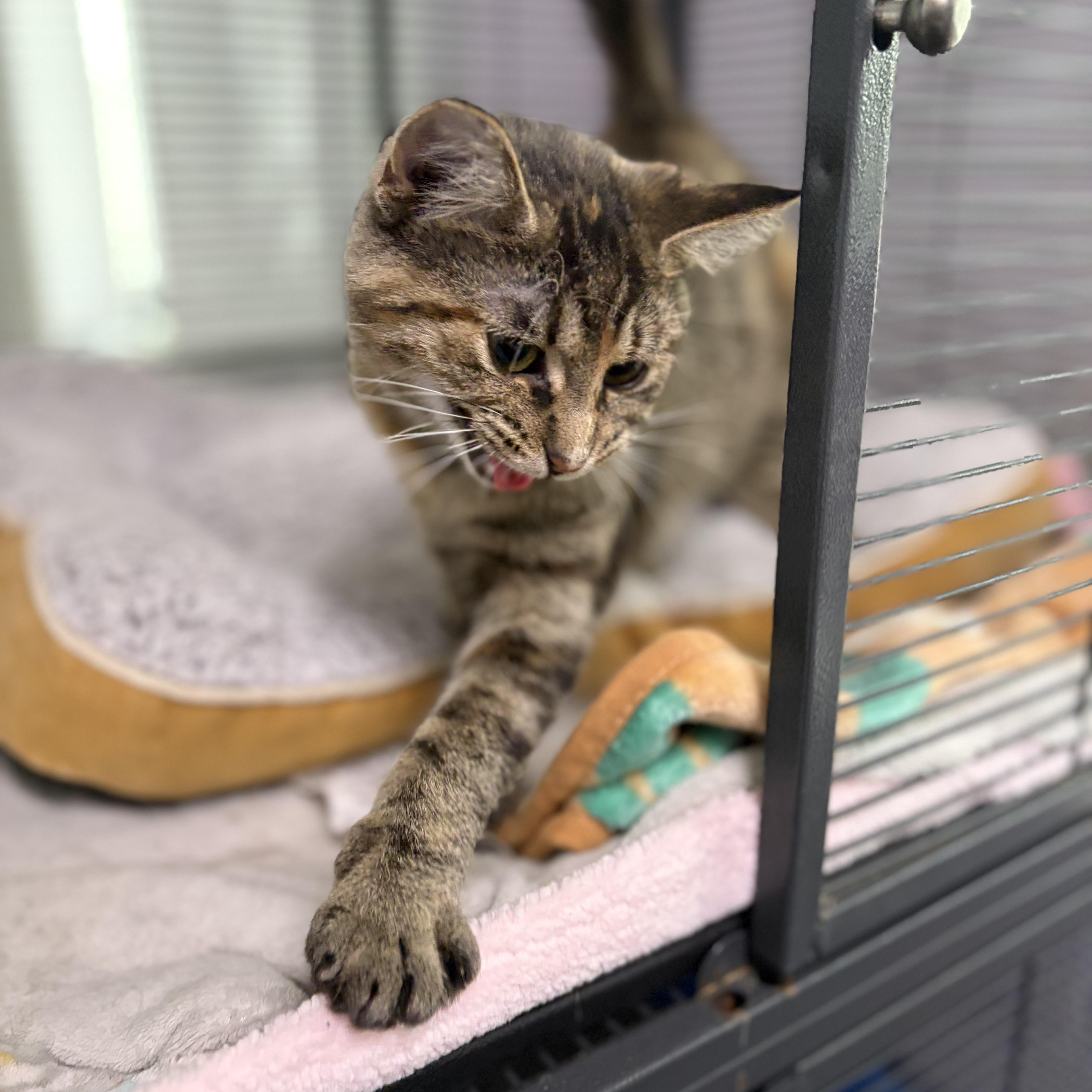 Banks *, an adopted Domestic Short Hair in Douglas, MI image 4/4