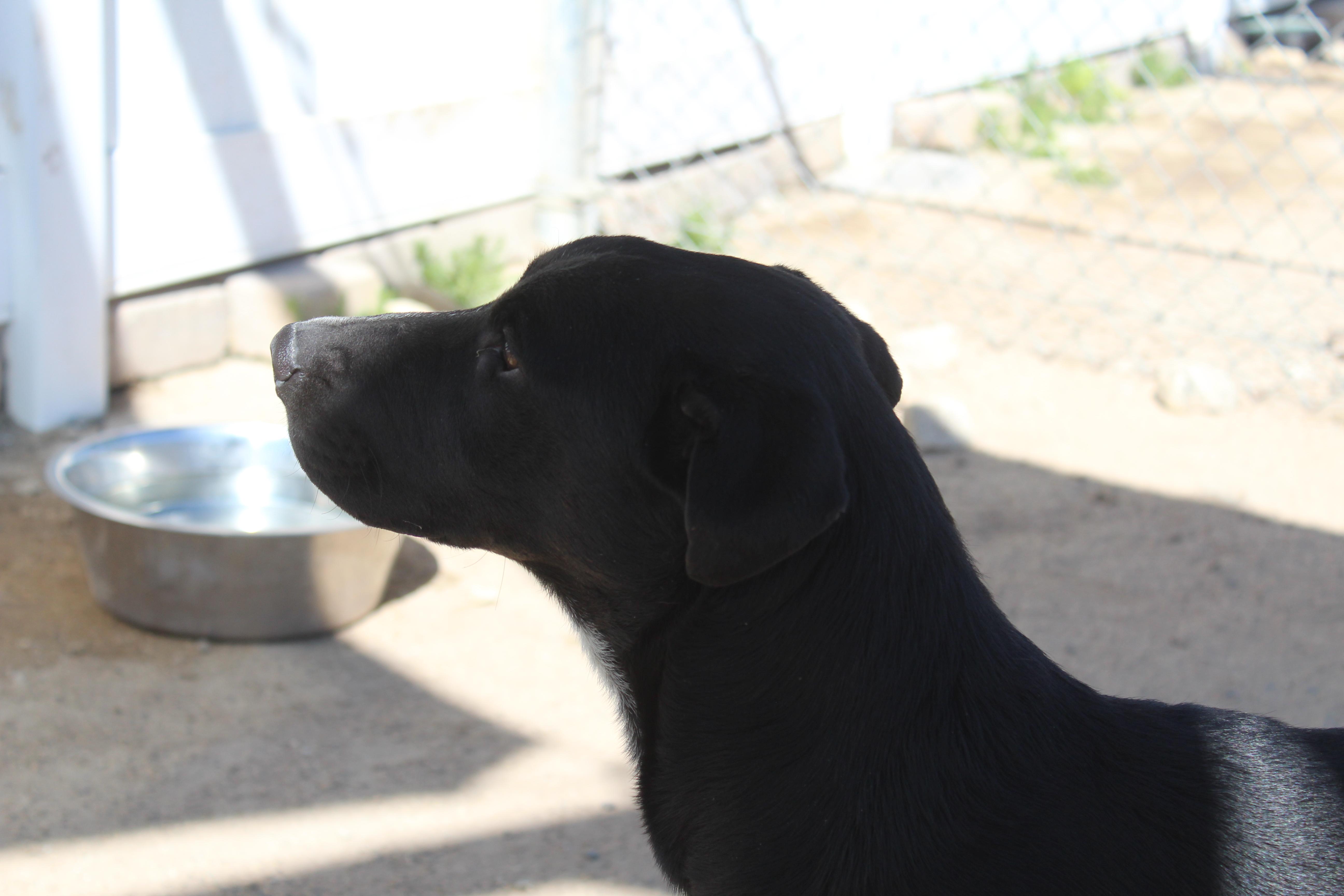Little Man, a ADOPTABLE mixed breed in Yucca Valley, CA image 4/6