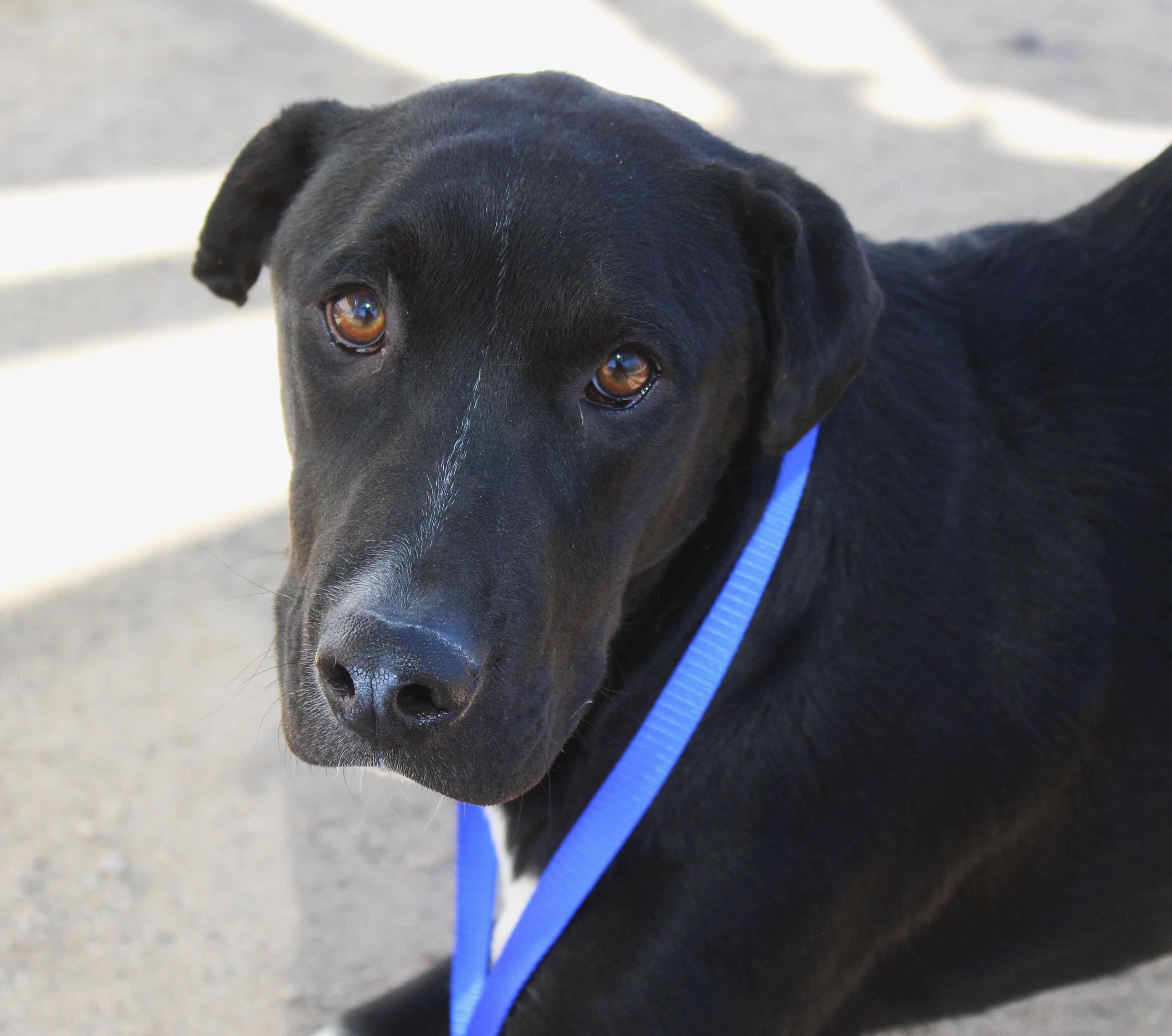 Little Man, a ADOPTABLE mixed breed in Yucca Valley, CA image 6/6