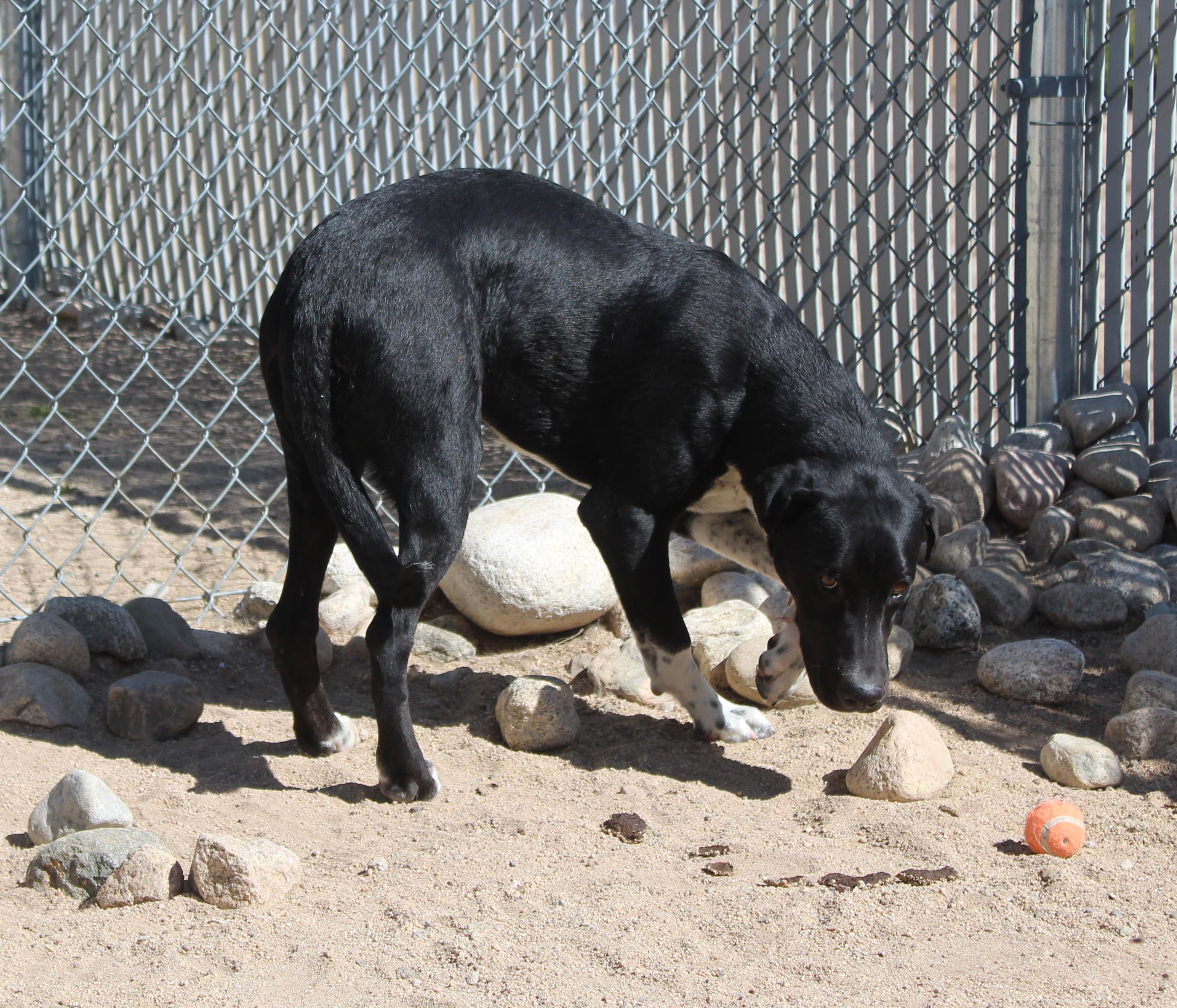 Little Man, a ADOPTABLE mixed breed in Yucca Valley, CA image 3/6