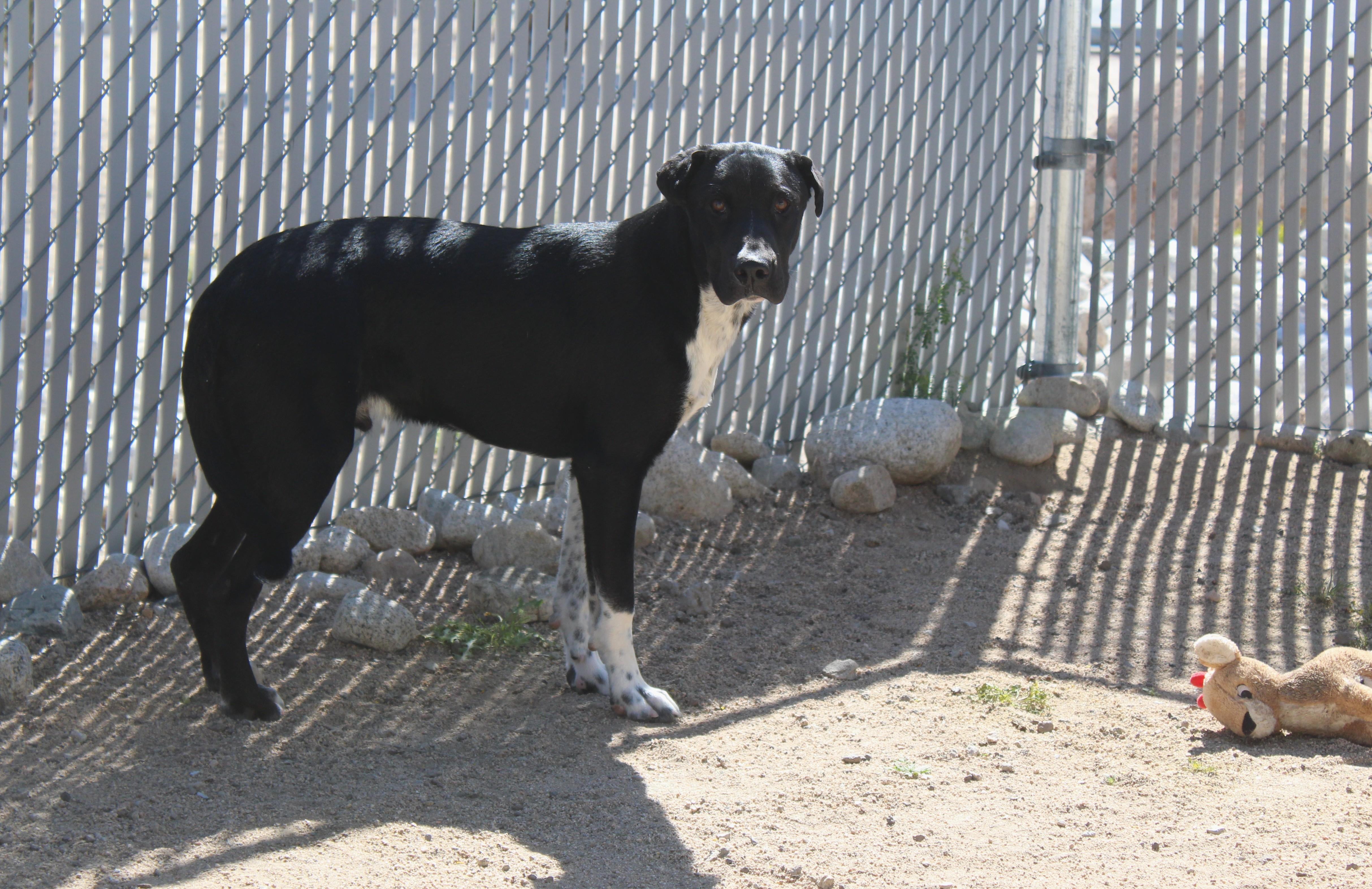Little Man, a ADOPTABLE mixed breed in Yucca Valley, CA image 5/6