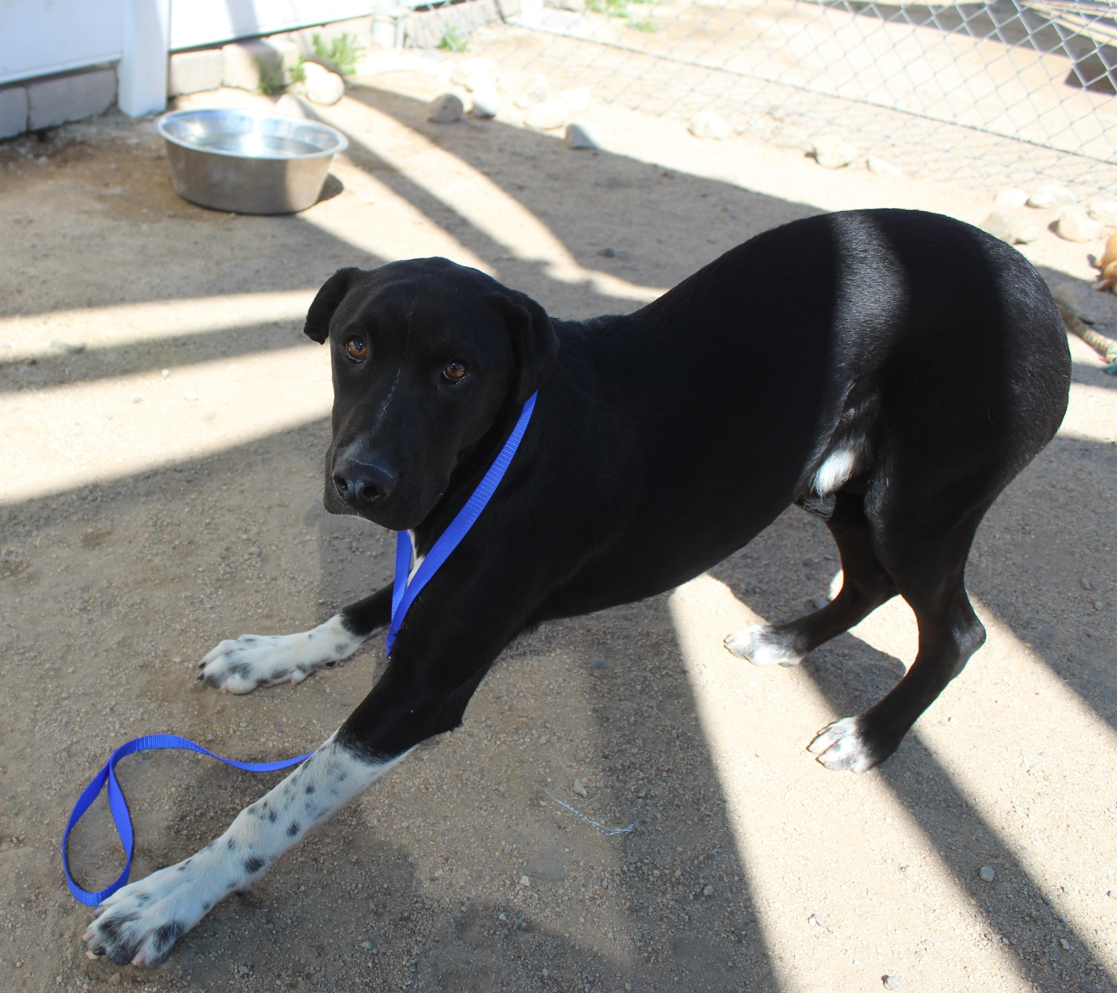 Little Man, a ADOPTABLE mixed breed in Yucca Valley, CA image 2/6