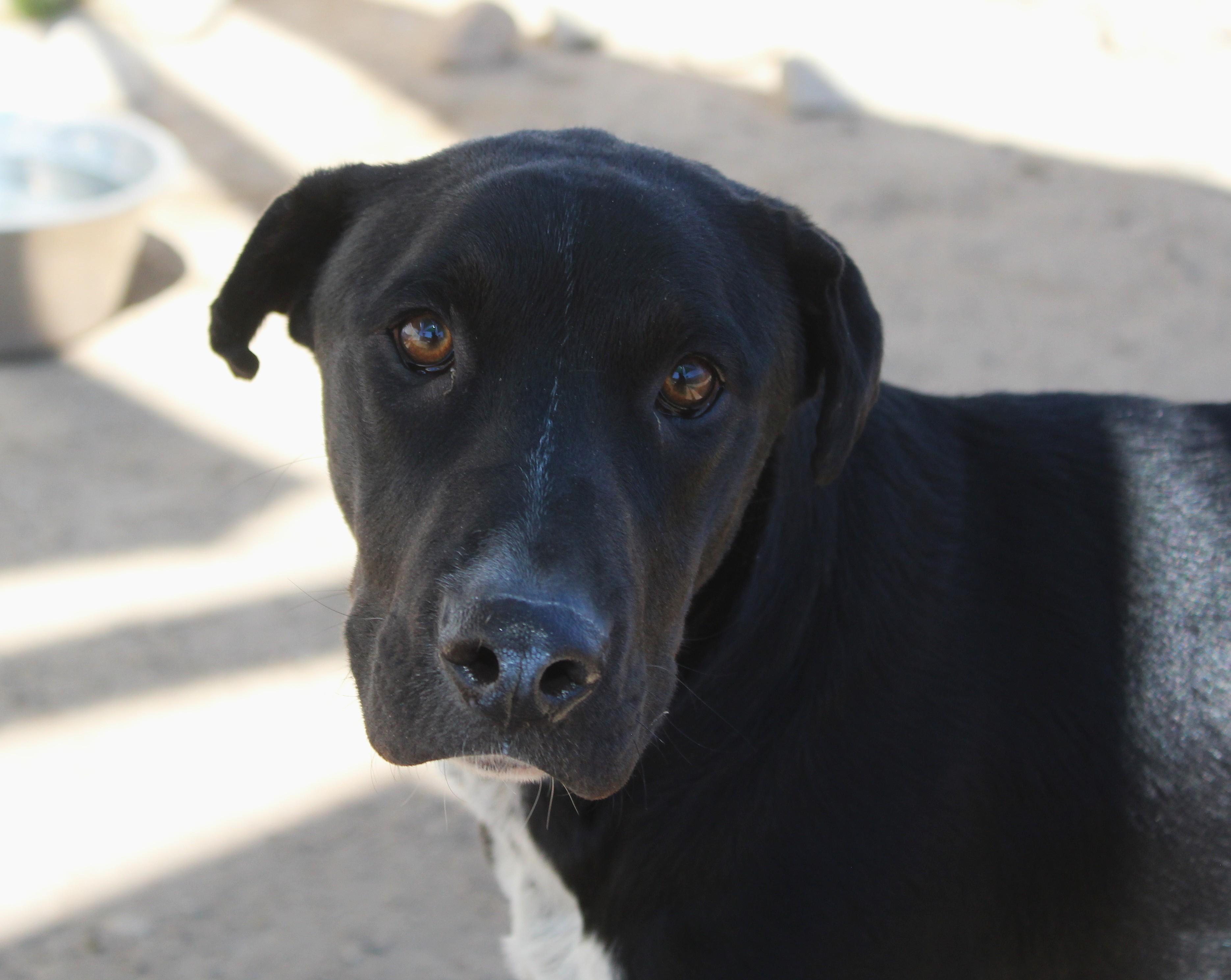 Little Man, a ADOPTABLE mixed breed in Yucca Valley, CA image 1/6