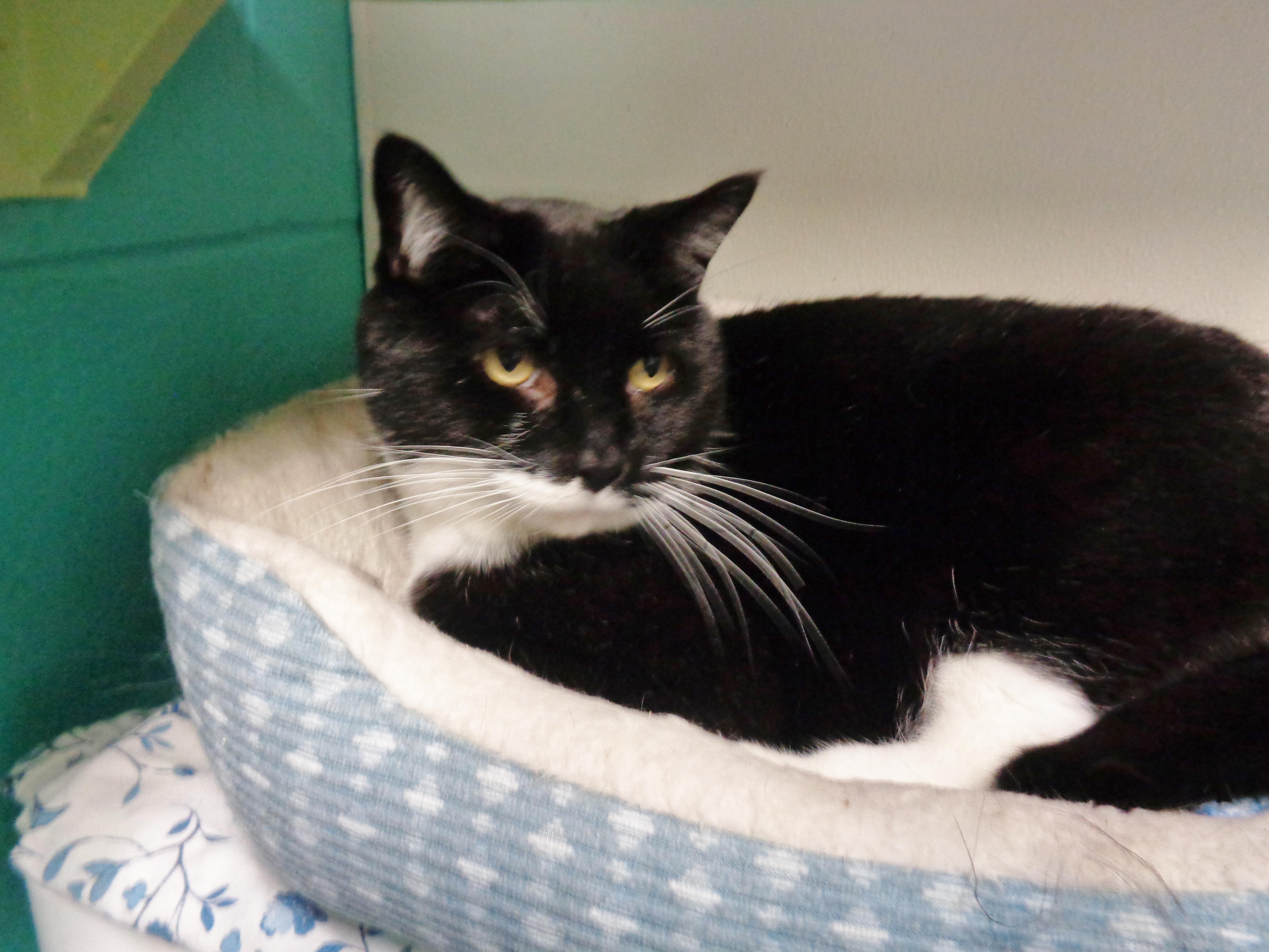 Enlarge PTERODACTYL, a ADOPTABLE Domestic Short Hair in Delhi, NY image 6/6