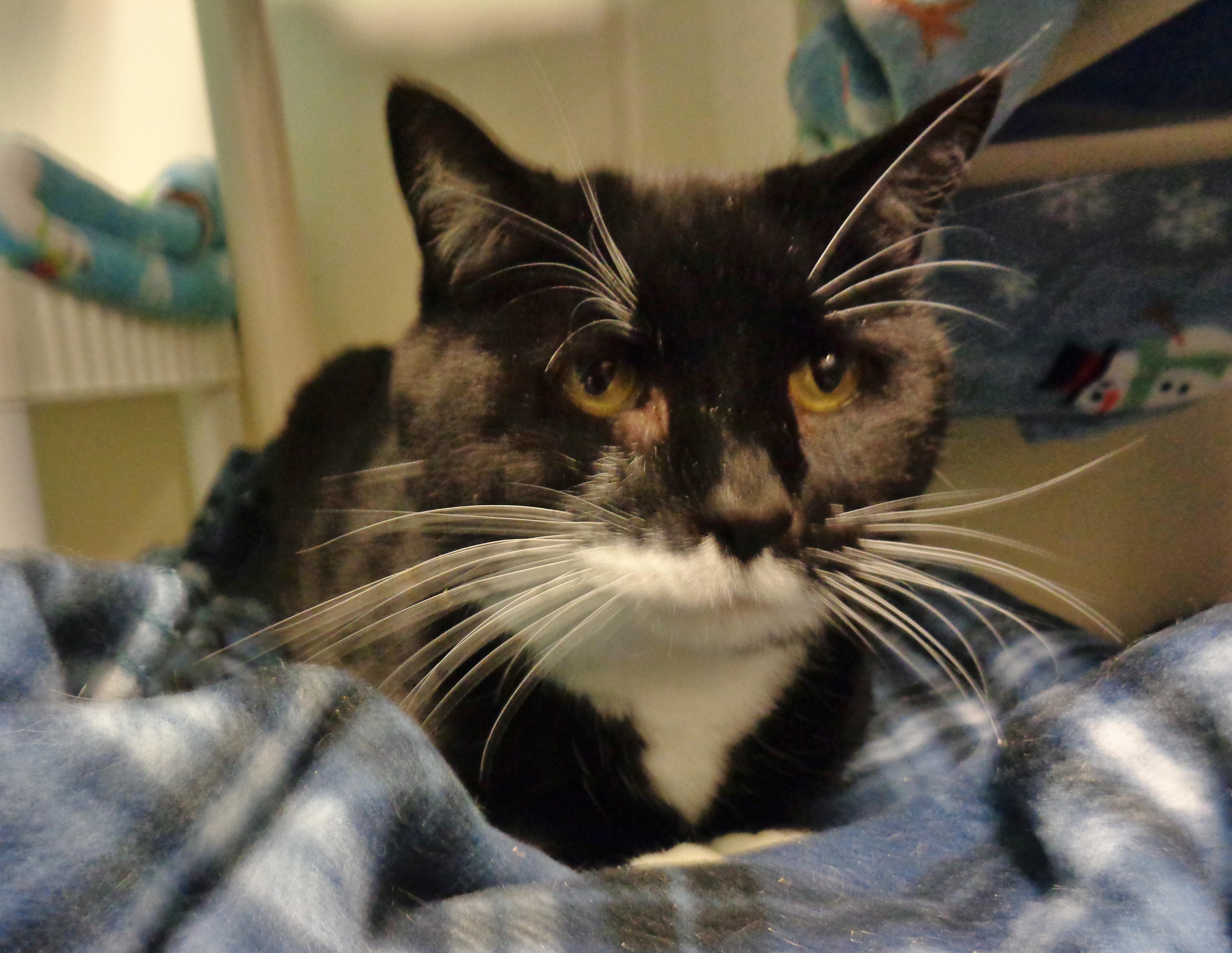 Enlarge PTERODACTYL, a ADOPTABLE Domestic Short Hair in Delhi, NY image 3/6