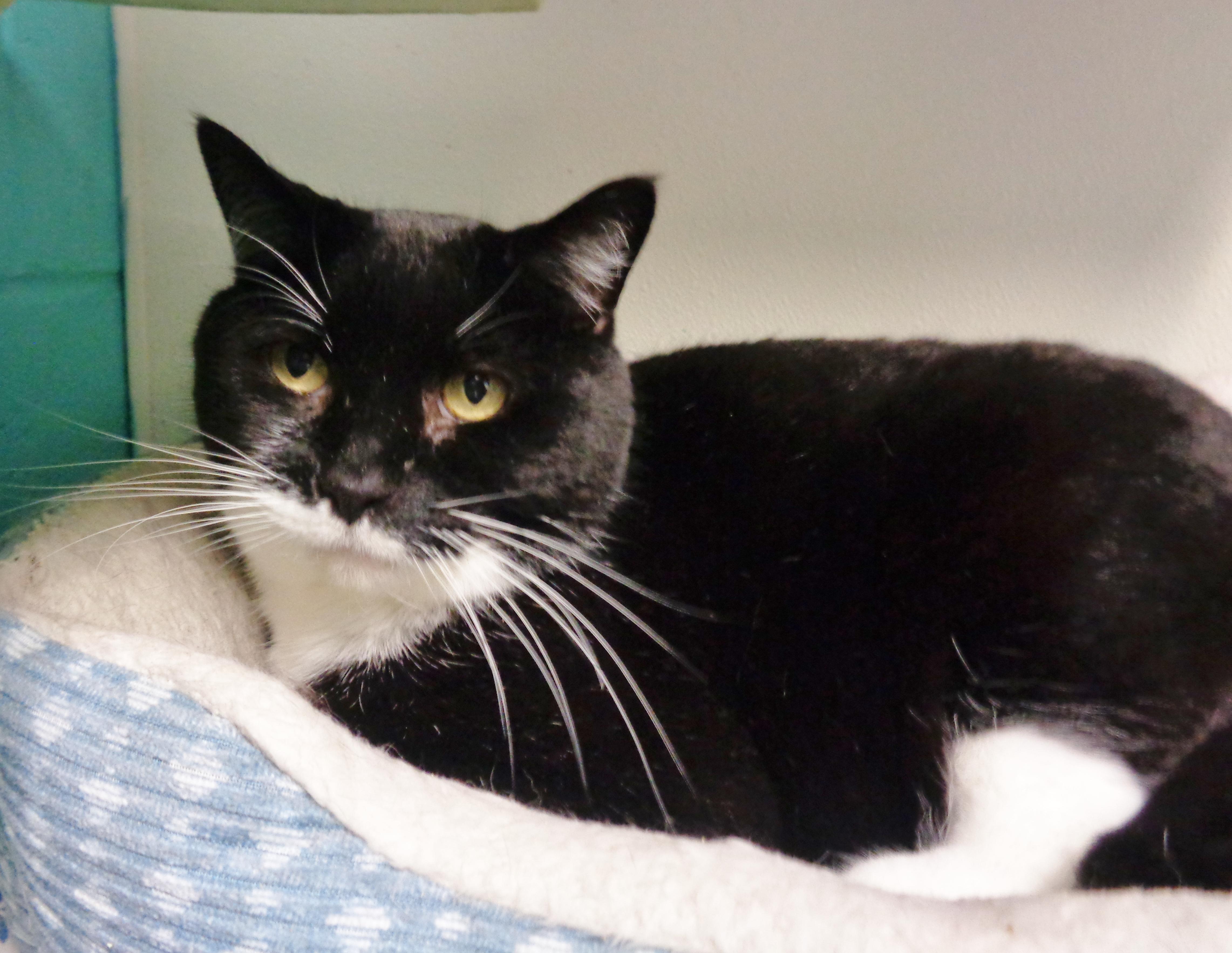 Enlarge PTERODACTYL, a ADOPTABLE Domestic Short Hair in Delhi, NY image 1/6