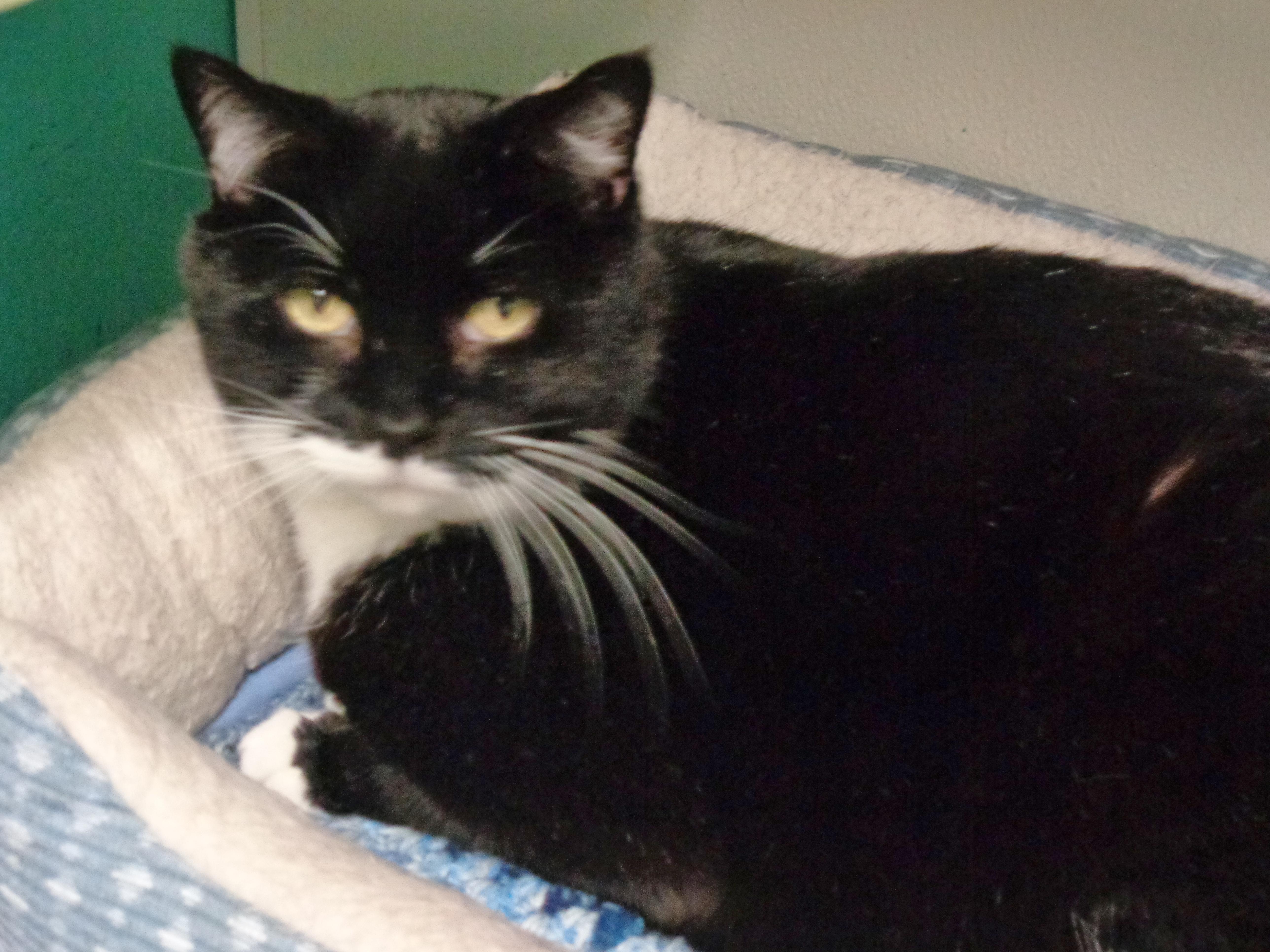 Enlarge PTERODACTYL, a ADOPTABLE Domestic Short Hair in Delhi, NY image 6/6