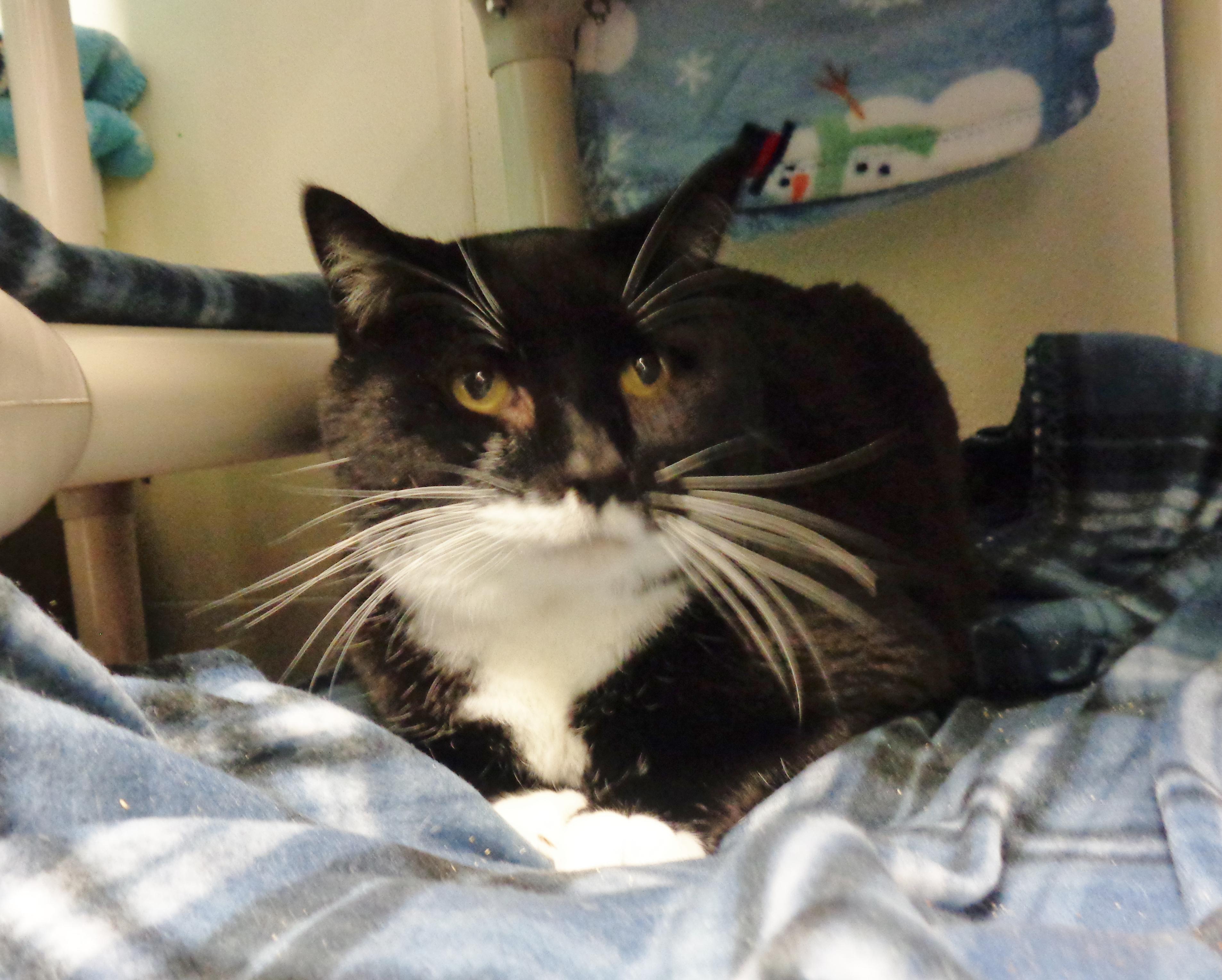 Enlarge PTERODACTYL, a ADOPTABLE Domestic Short Hair in Delhi, NY image 4/6