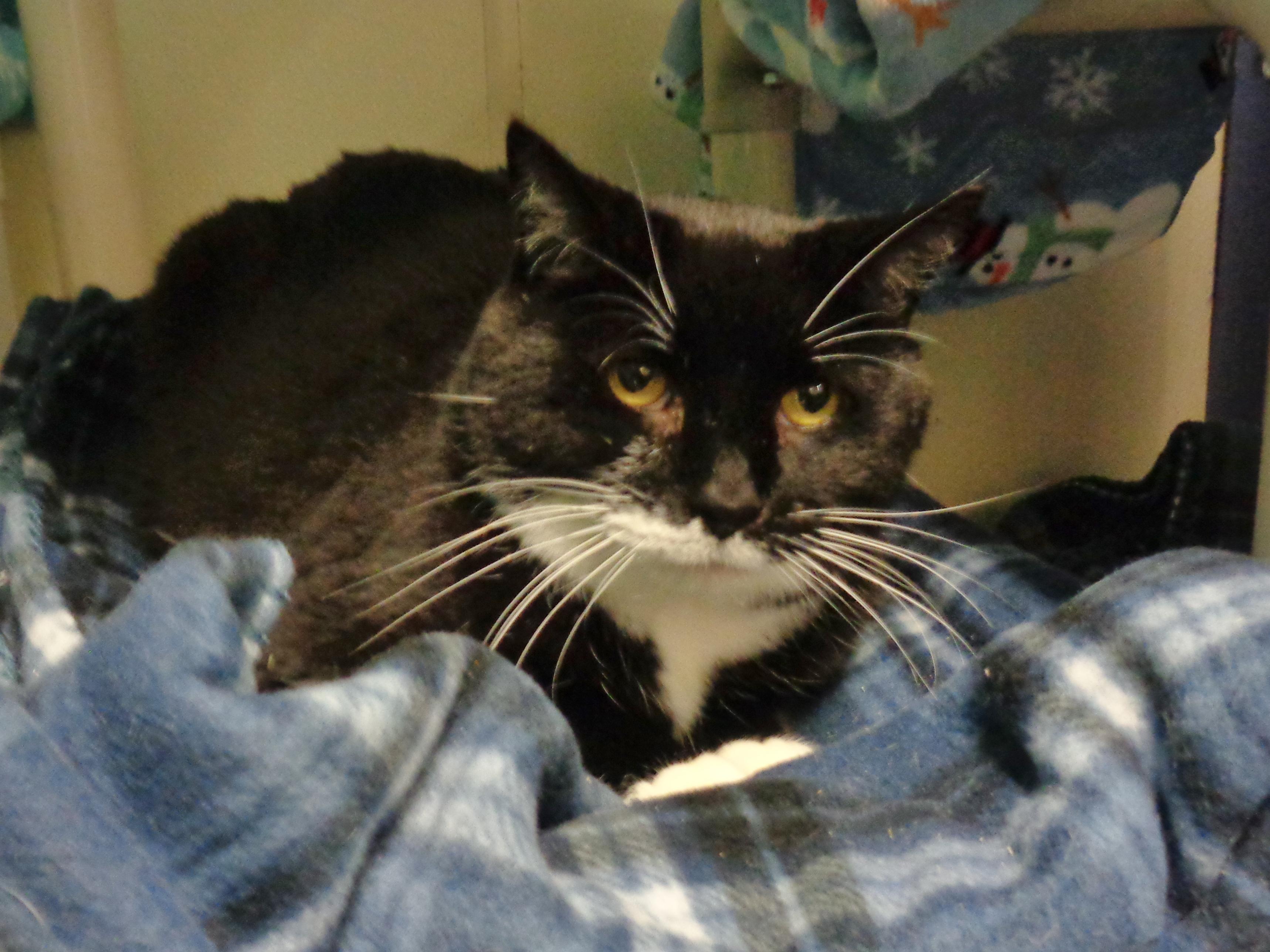 Enlarge PTERODACTYL, a ADOPTABLE Domestic Short Hair in Delhi, NY image 2/6