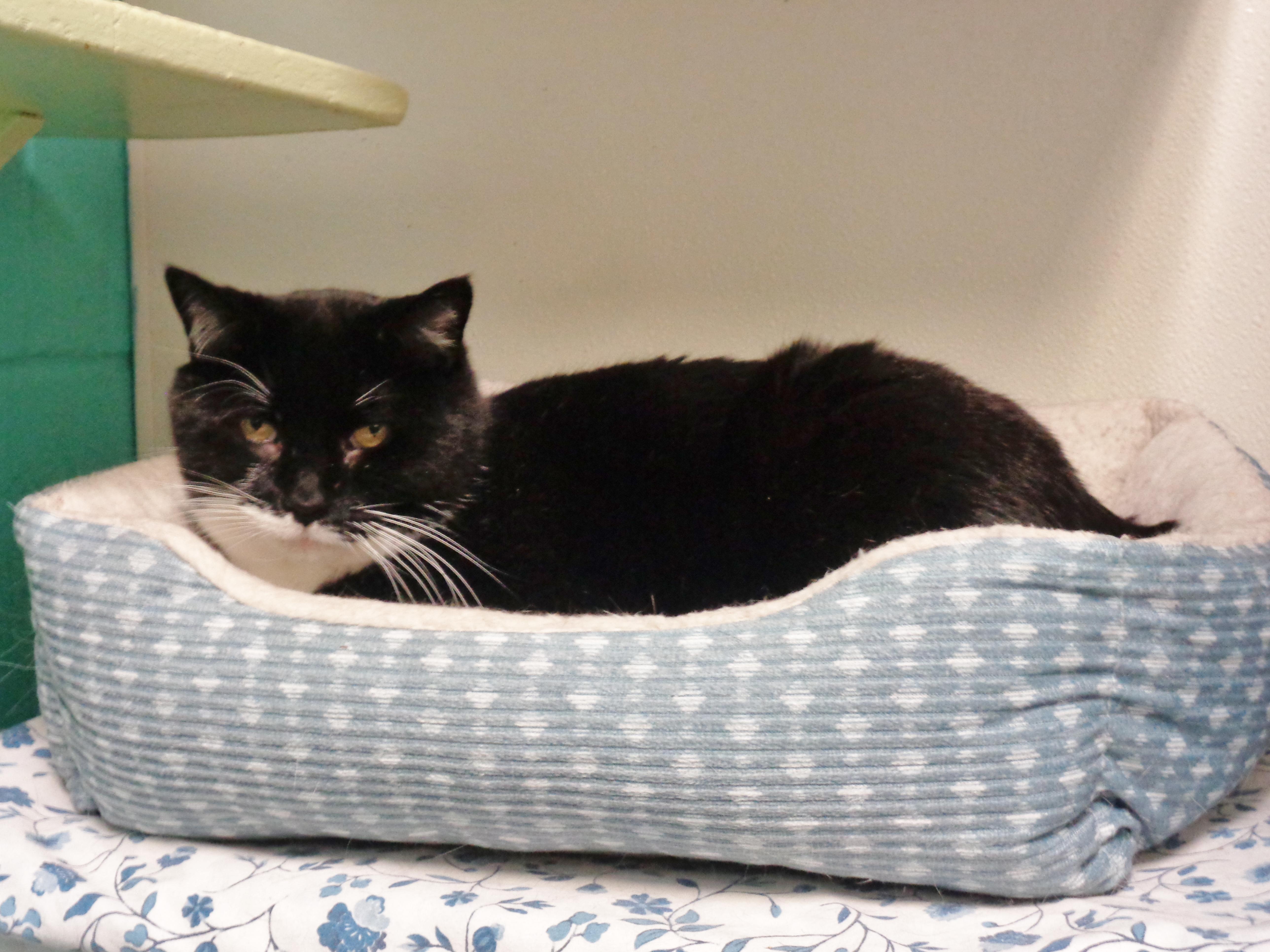 Enlarge PTERODACTYL, a ADOPTABLE Domestic Short Hair in Delhi, NY image 5/6