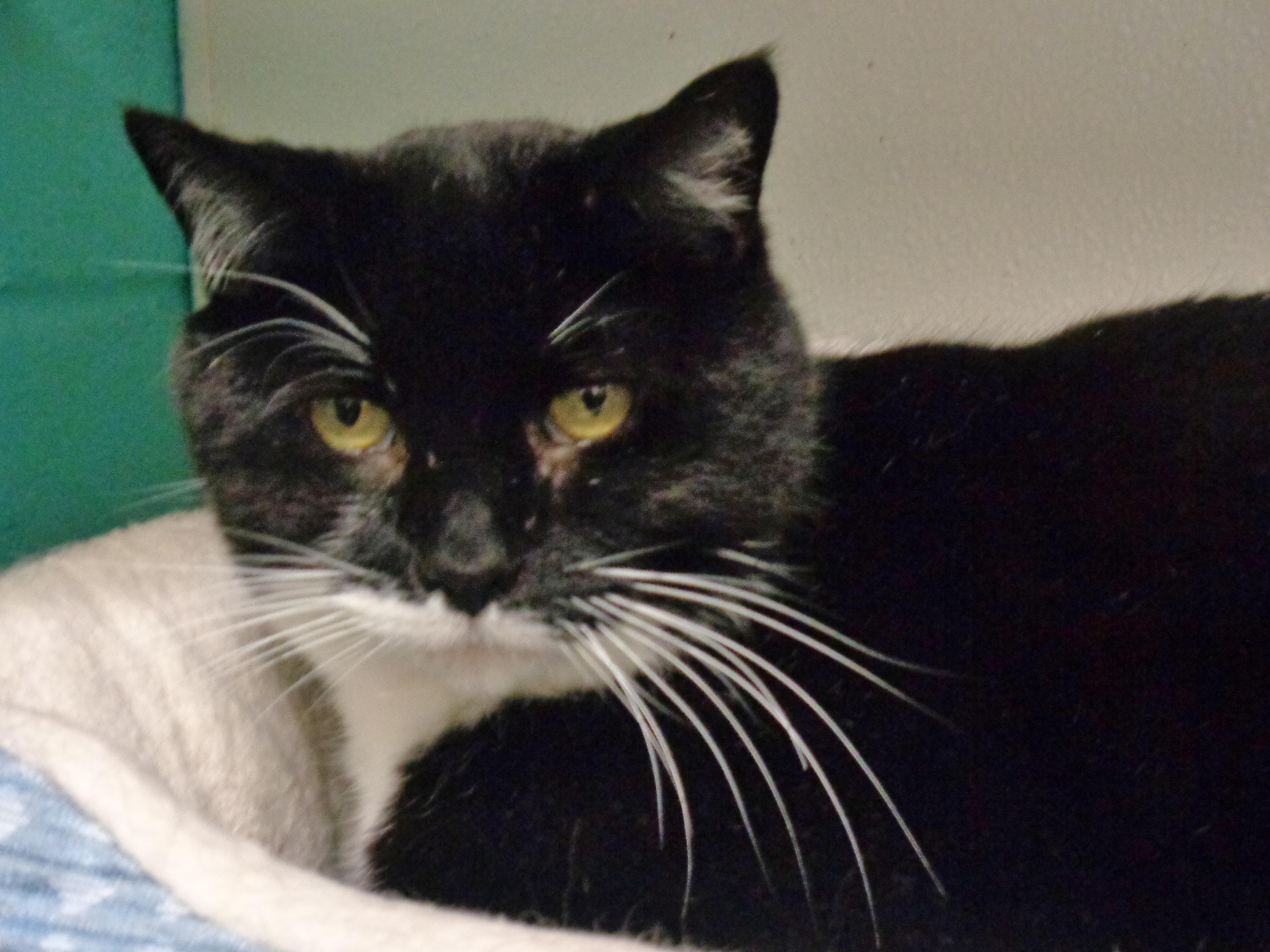 Enlarge PTERODACTYL, a ADOPTABLE Domestic Short Hair in Delhi, NY image 1/6