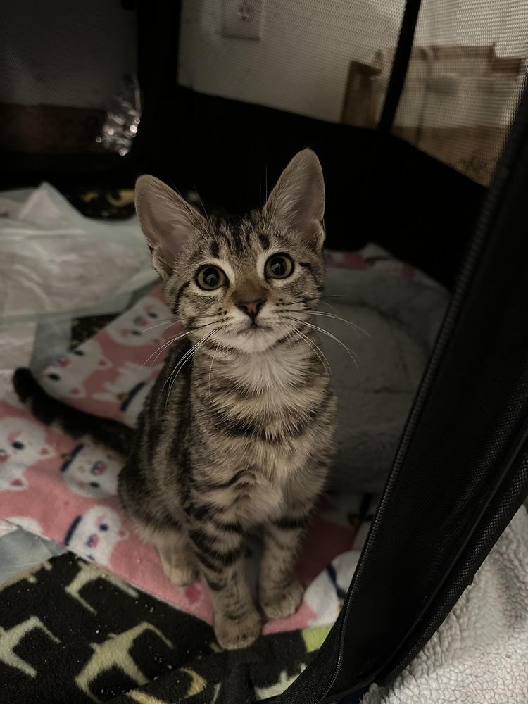 Reiger — thumbnail 2