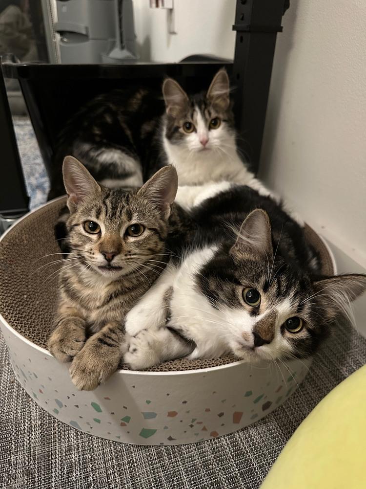 Reiger — thumbnail 3