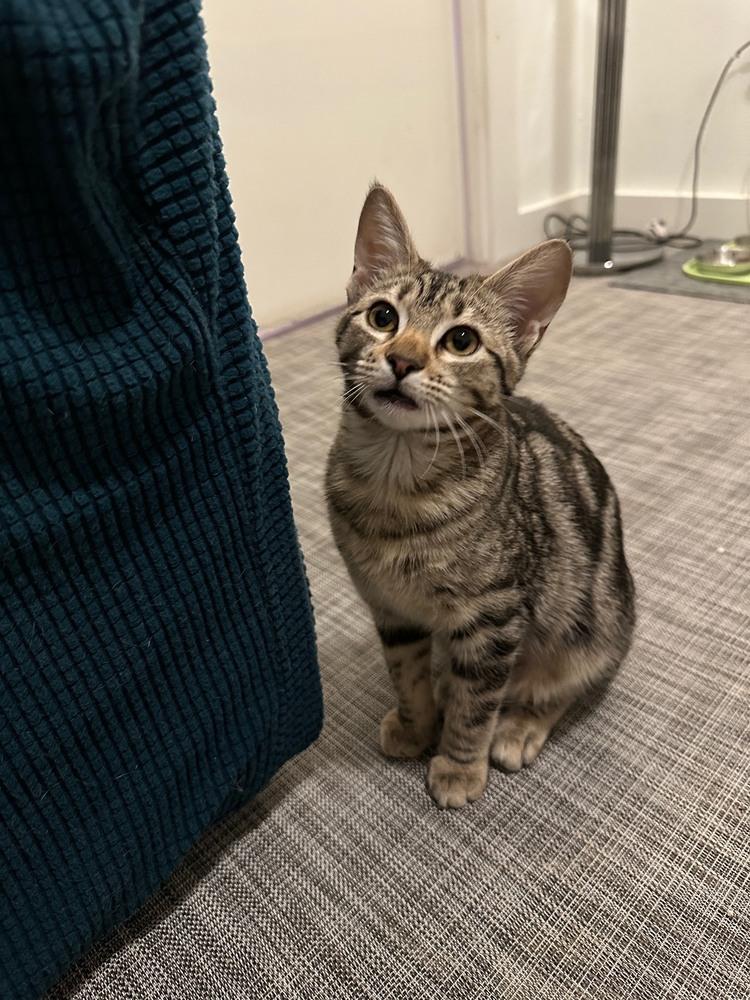 Reiger — thumbnail 4