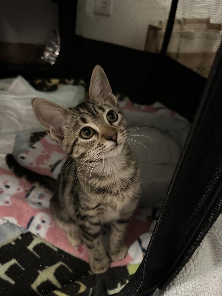 Reiger — thumbnail 5