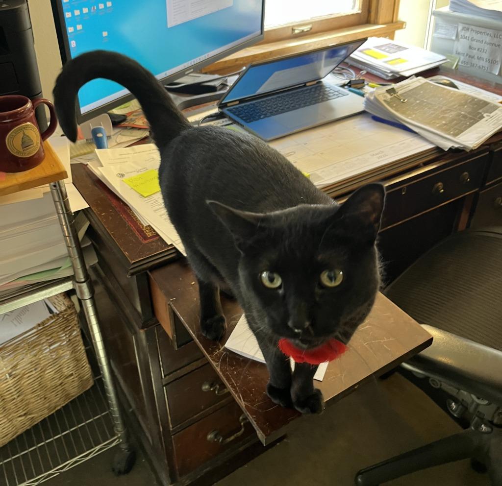 Pip, Adoptable, Young Female Domestic Short Hair.
