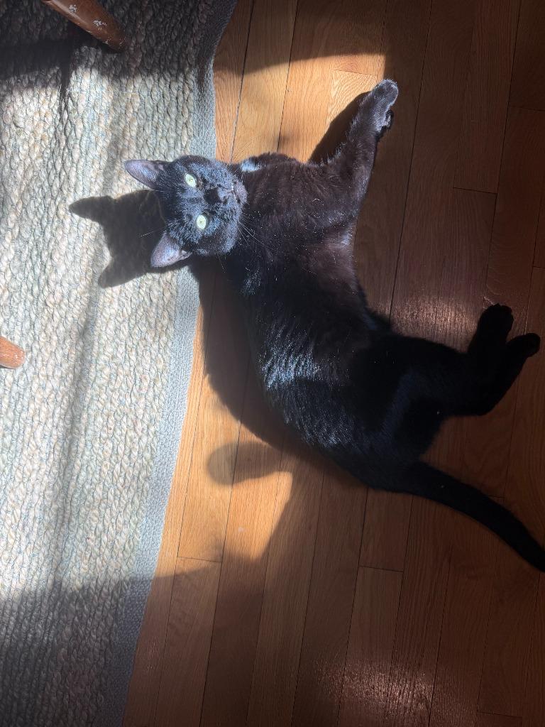 Pip - Pending Adoption, Adoptable, Young Female Domestic Short Hair.