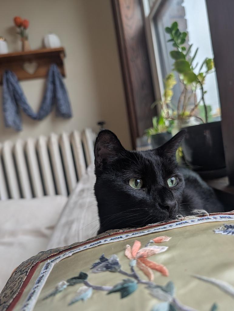 Pip, a Adoptable mixed breed in Minneapolis, MN image 2/4