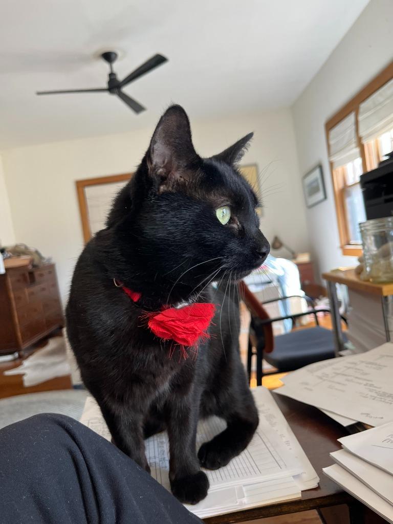 Pip, a Adoptable mixed breed in Minneapolis, MN image 3/4