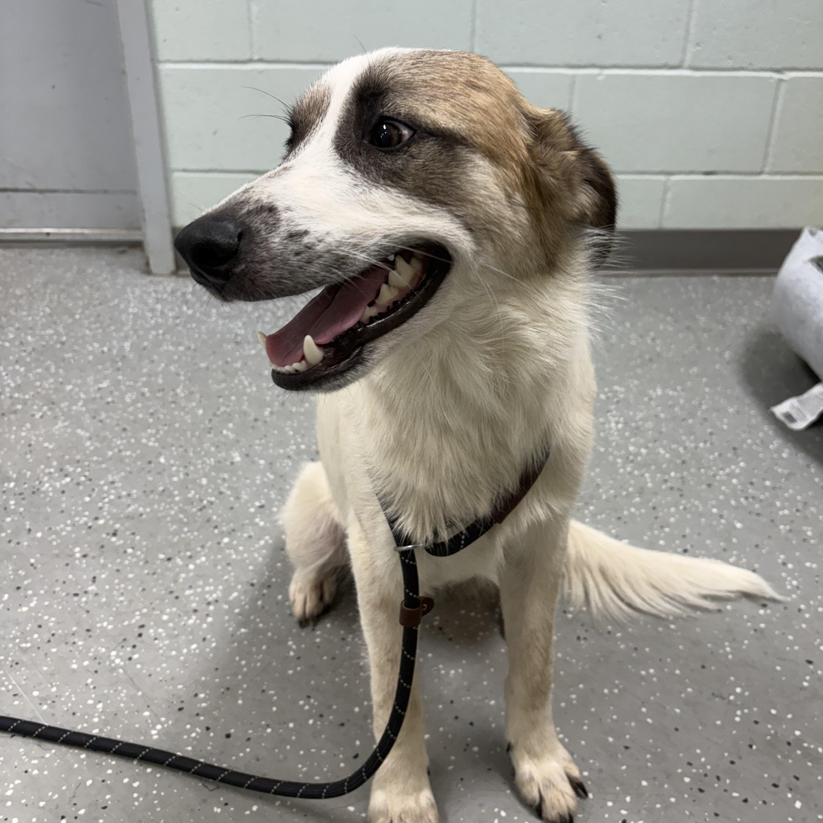 Enlarge Lando, a Adopted mixed breed in Bardstown, KY image 3/5