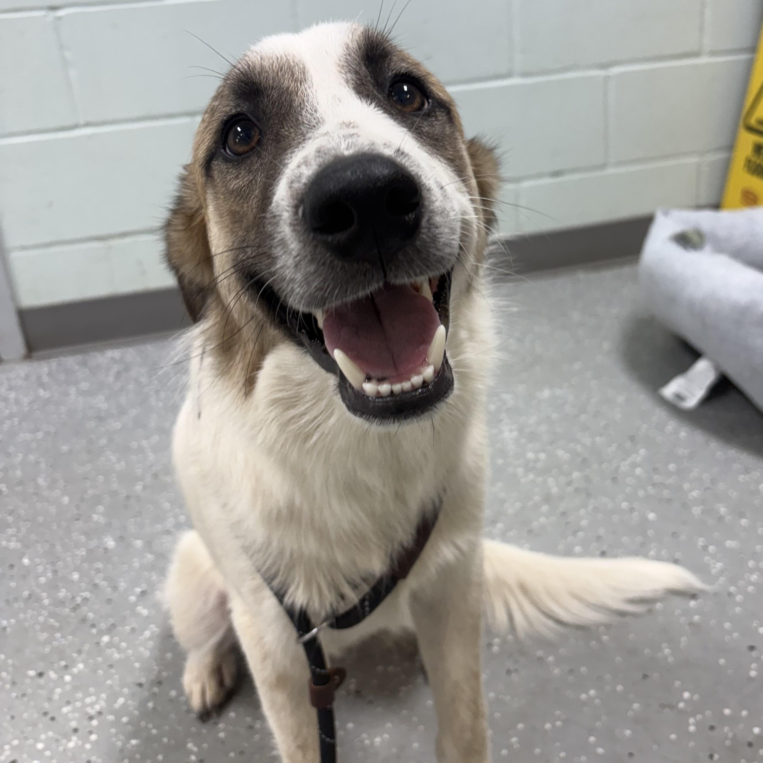 Enlarge Lando, a Adopted mixed breed in Bardstown, KY image 1/5