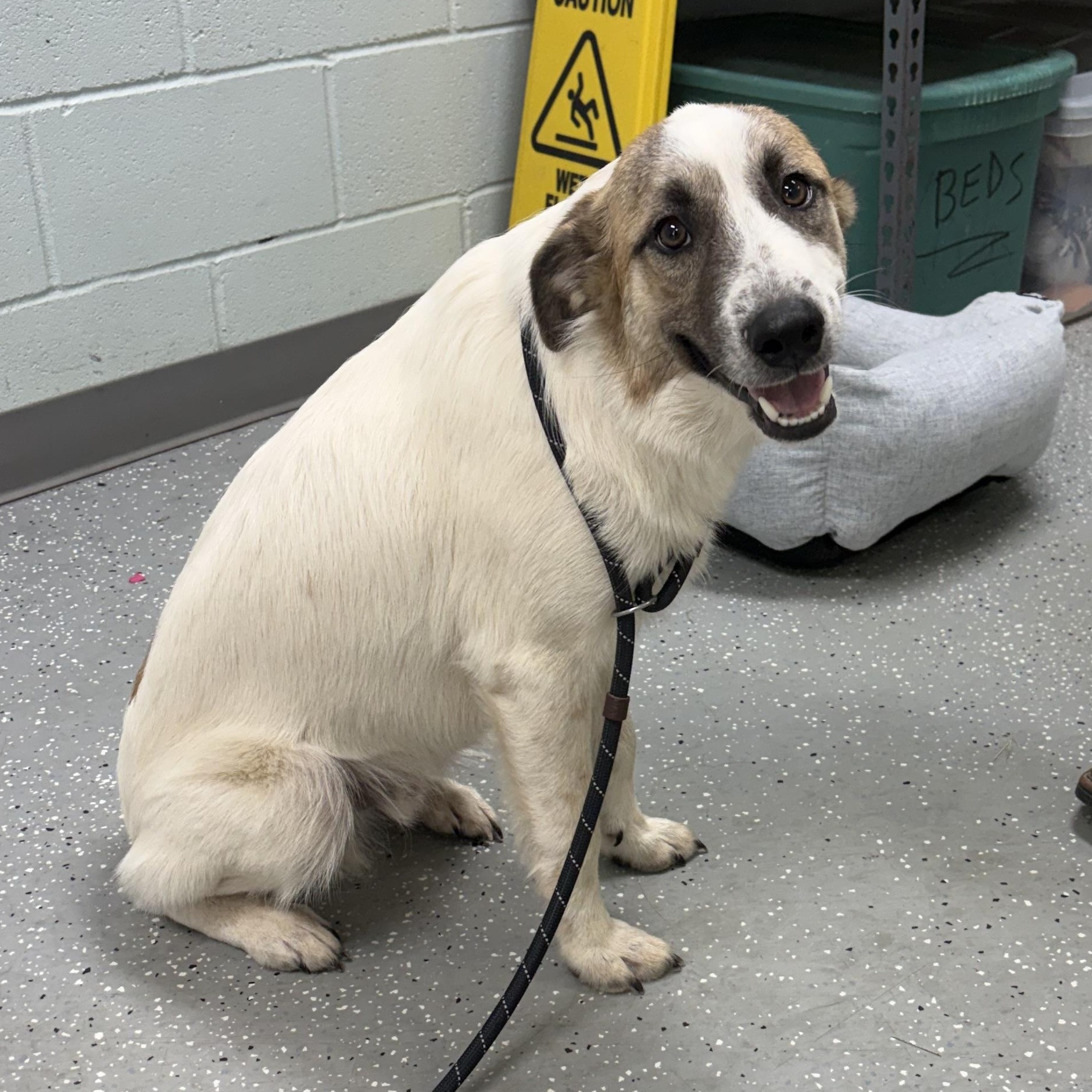 Enlarge Lando, a Adopted mixed breed in Bardstown, KY image 4/5