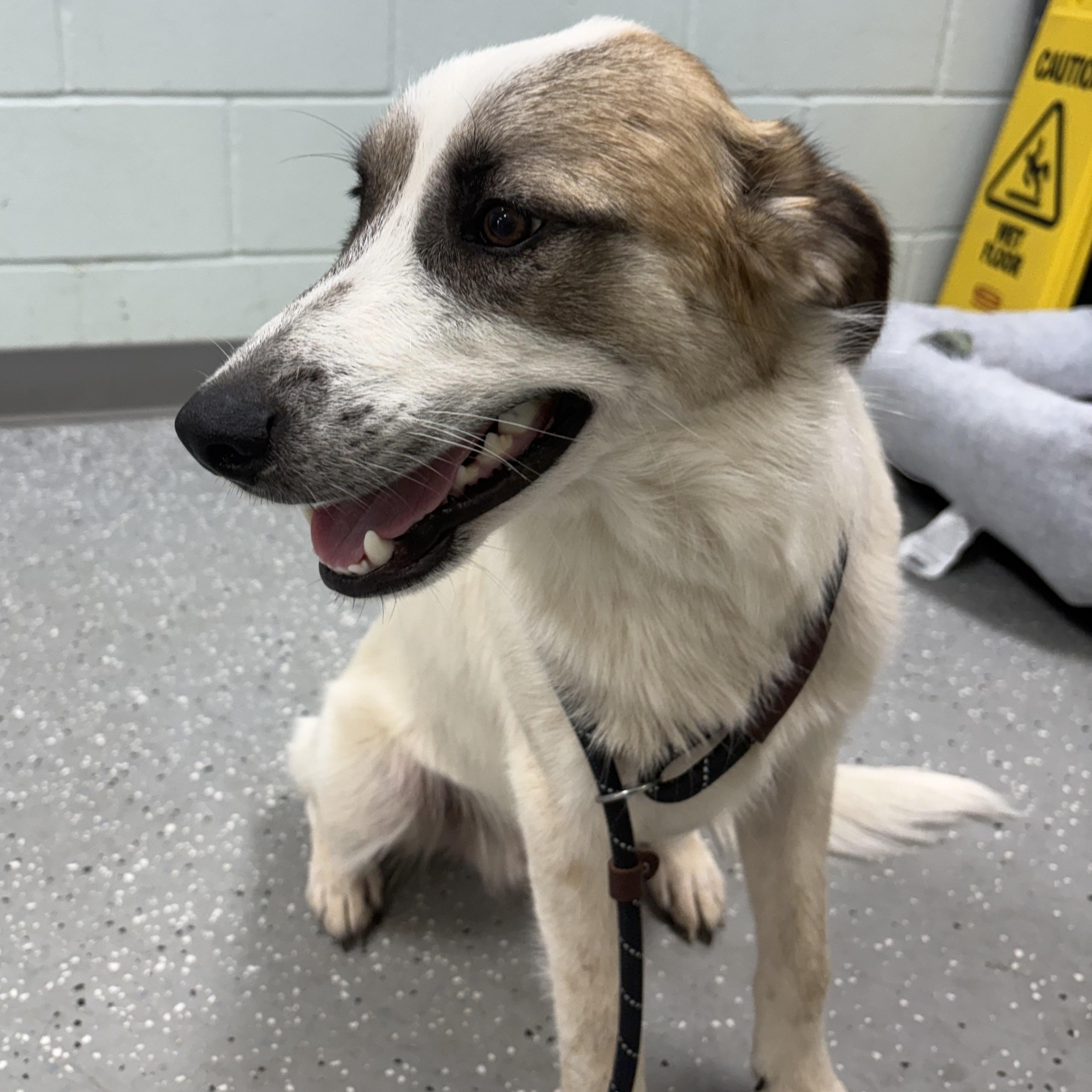 Enlarge Lando, a Adopted mixed breed in Bardstown, KY image 2/5
