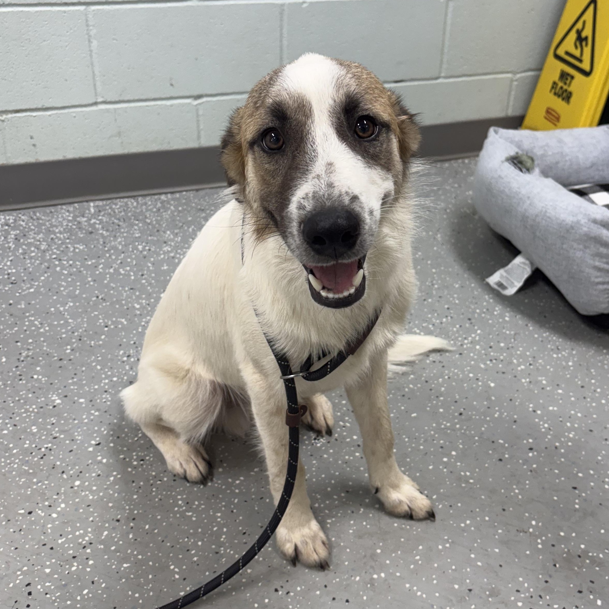 Enlarge Lando, a Adopted mixed breed in Bardstown, KY image 5/5