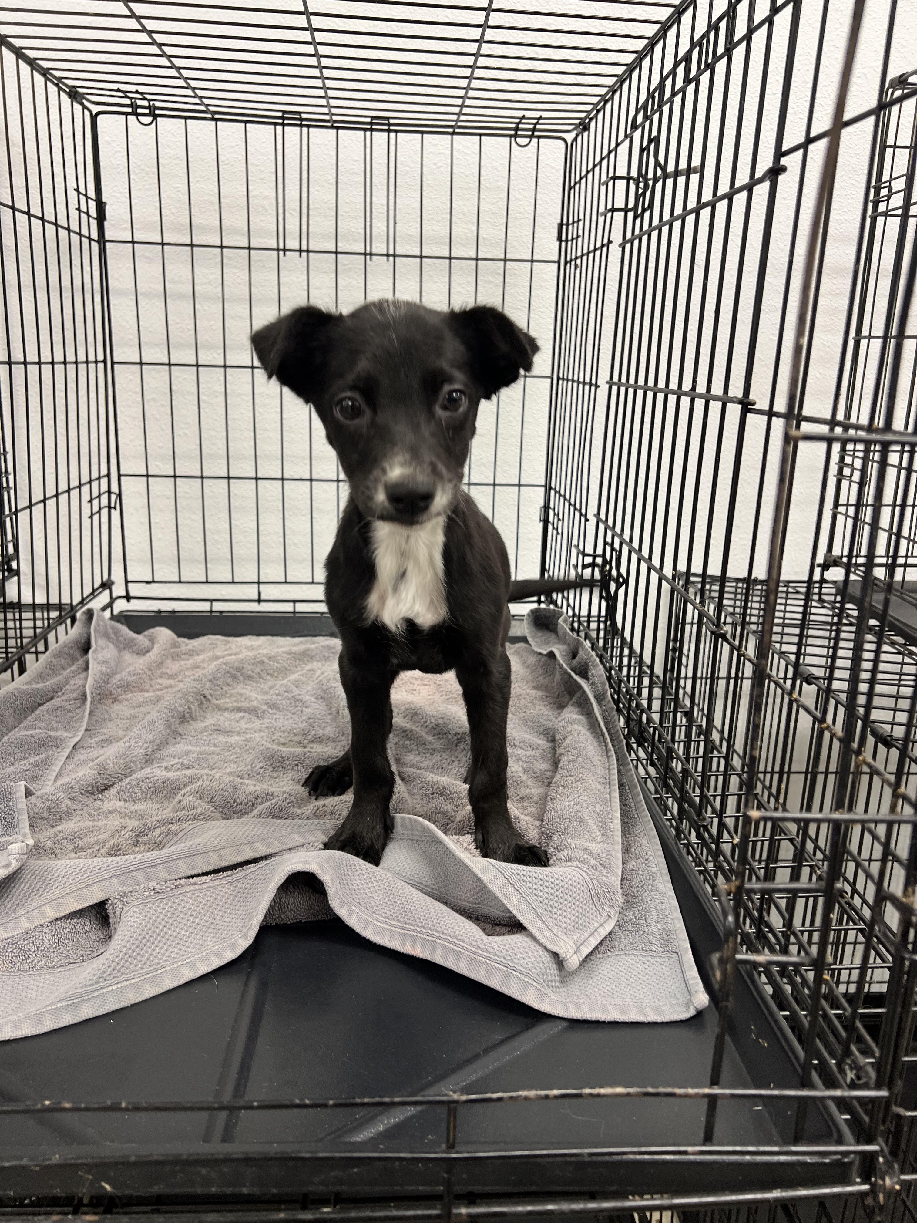 Pia, a ADOPTABLE mixed breed in Fort Collins, CO image 5/5