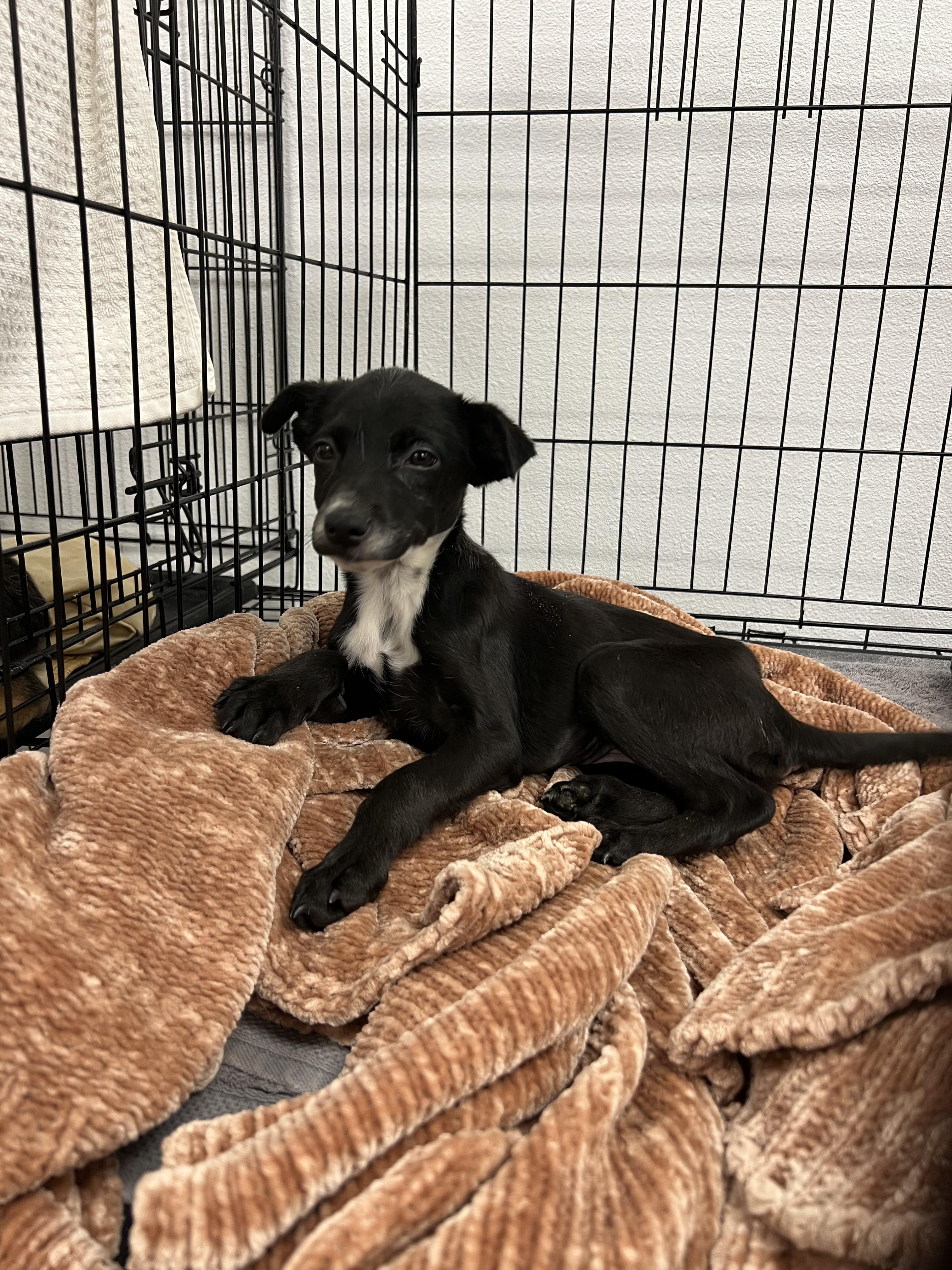 Pia, a ADOPTABLE mixed breed in Fort Collins, CO image 2/5