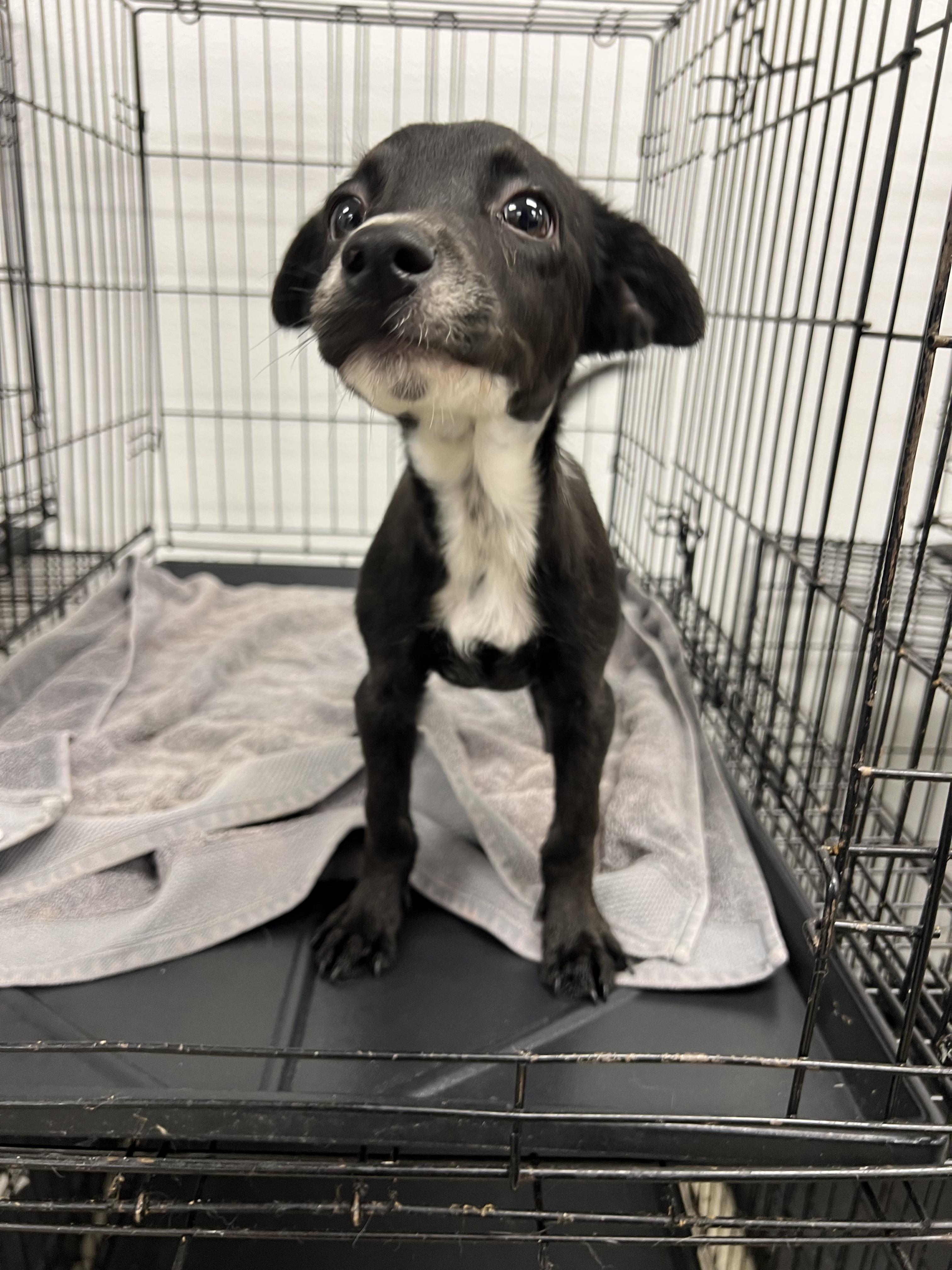 Pia, a ADOPTABLE mixed breed in Fort Collins, CO image 1/5
