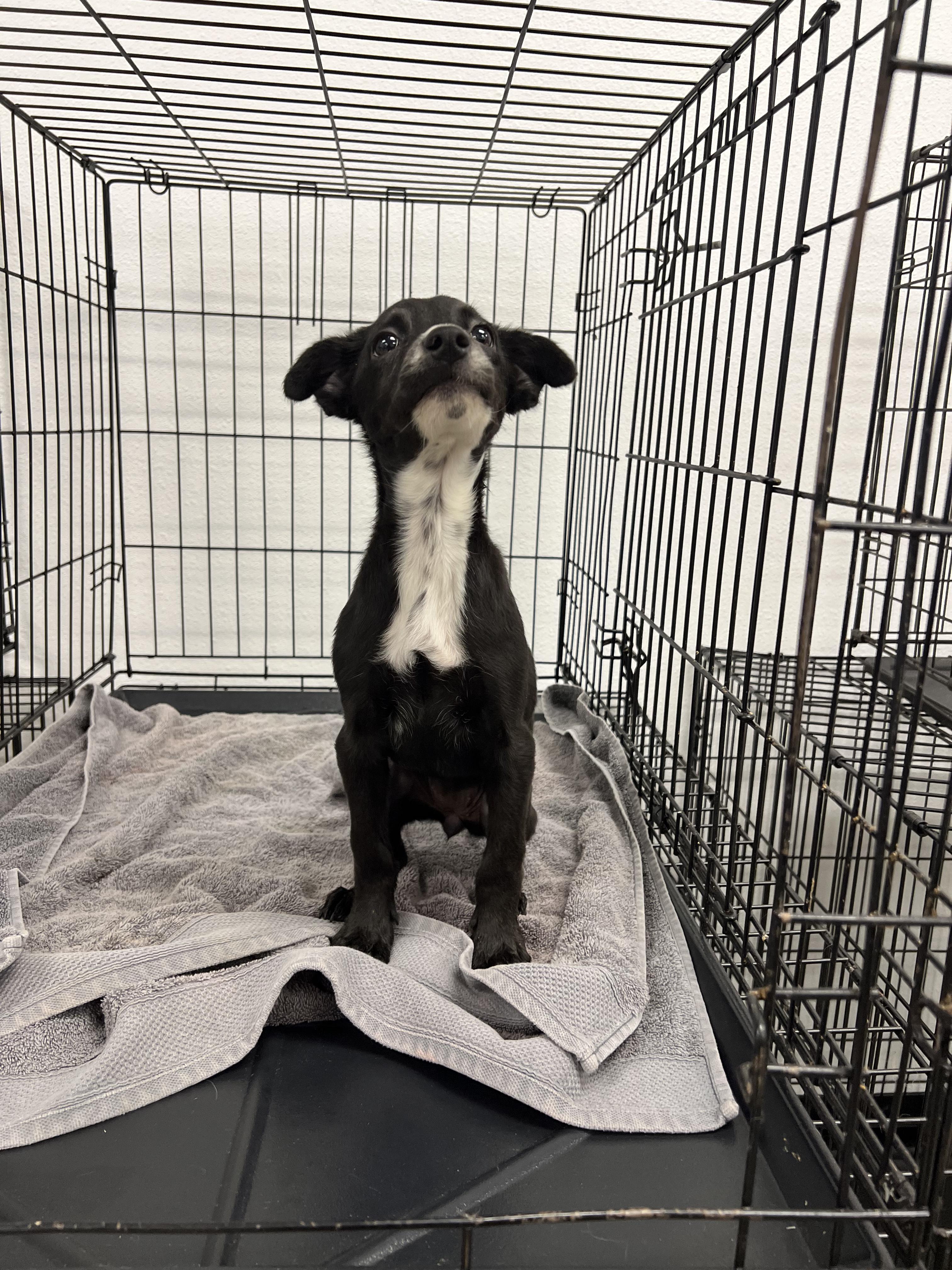 Pia, a ADOPTABLE mixed breed in Fort Collins, CO image 4/5