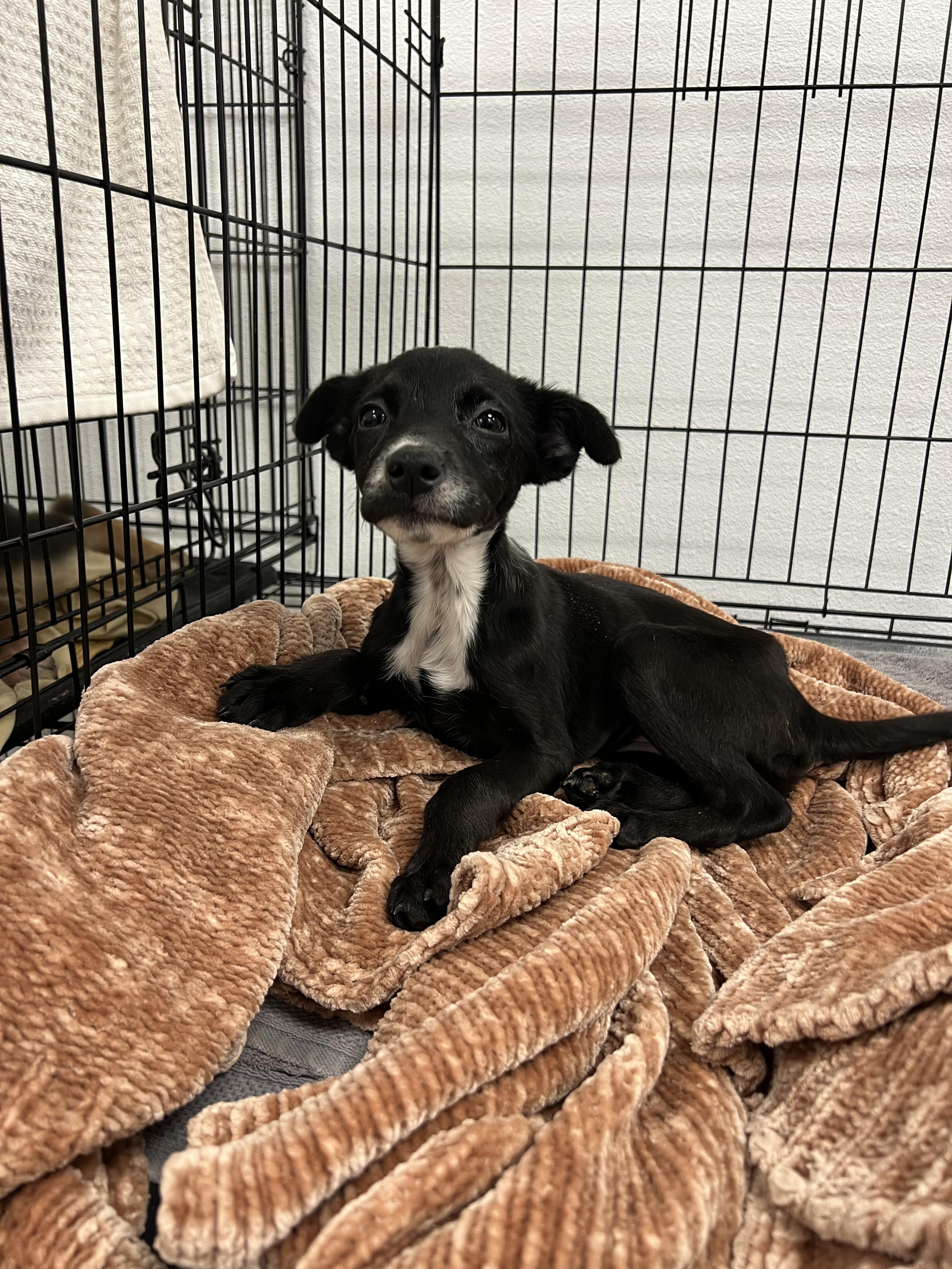 Pia, a ADOPTABLE mixed breed in Fort Collins, CO image 3/5