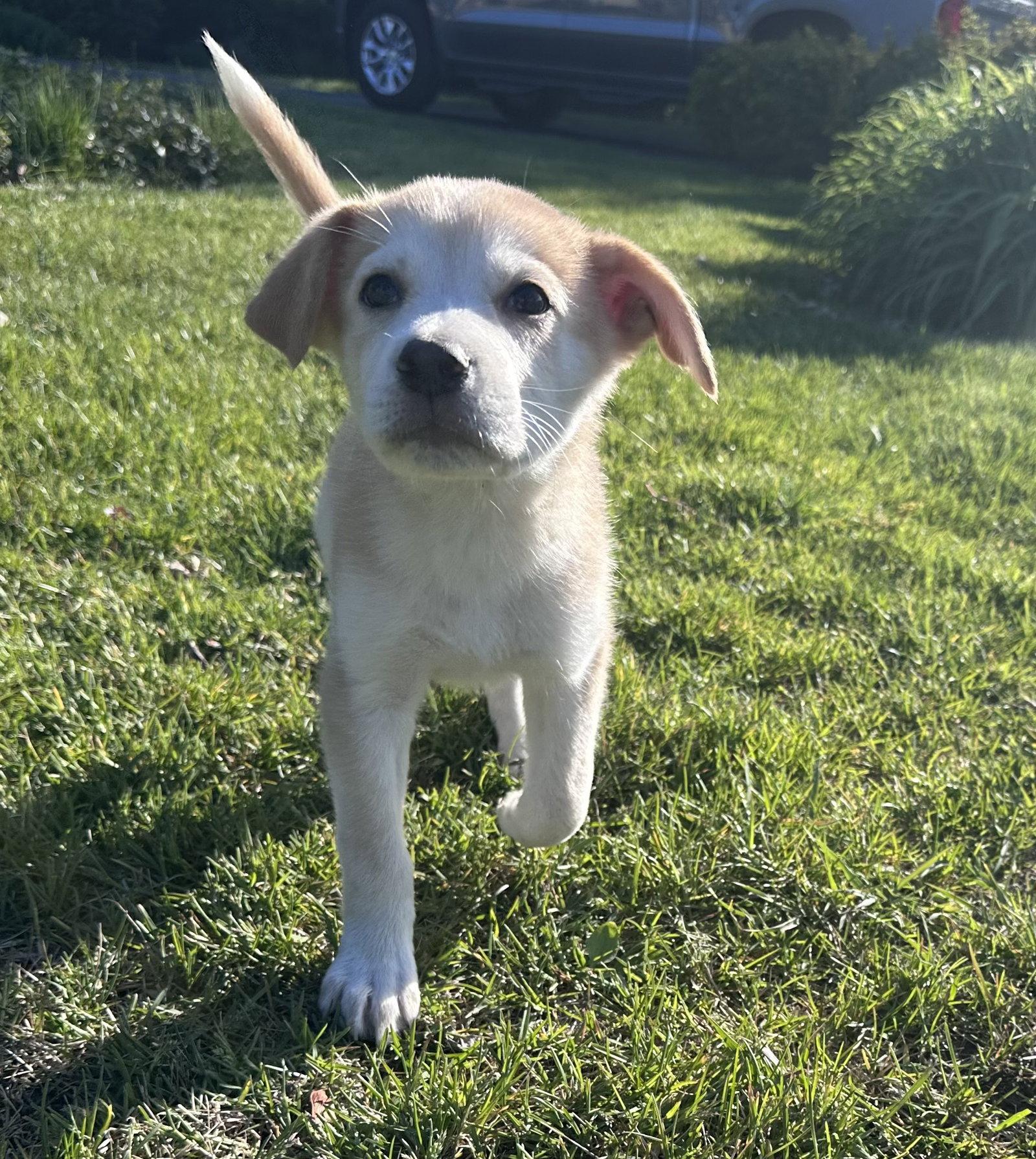 Pike, Adopted, Puppy Male Shepherd & Great Pyrenees.